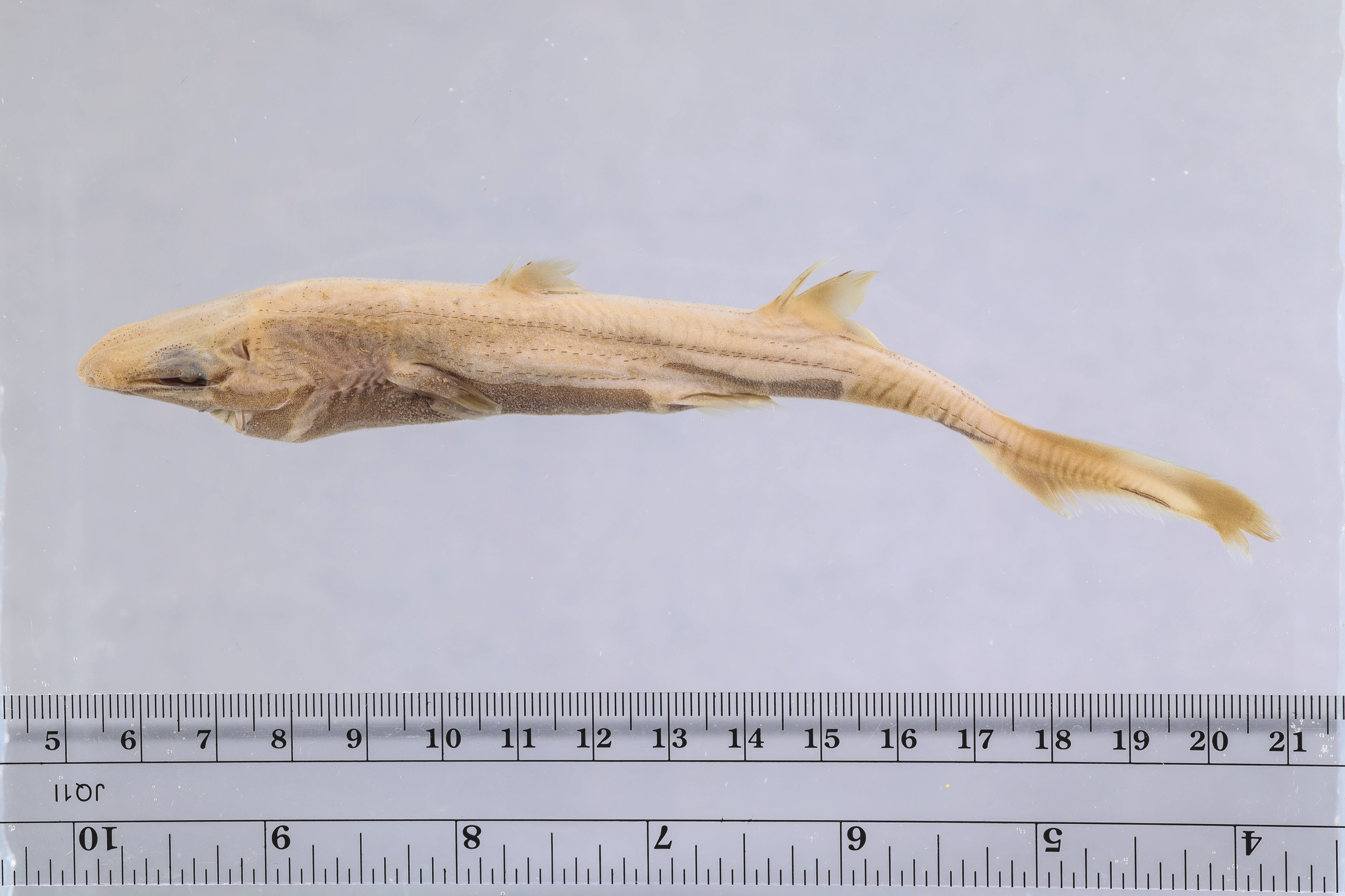 Blackbelly Dogfish (Etmopterus hillianus) — Etmopteridae