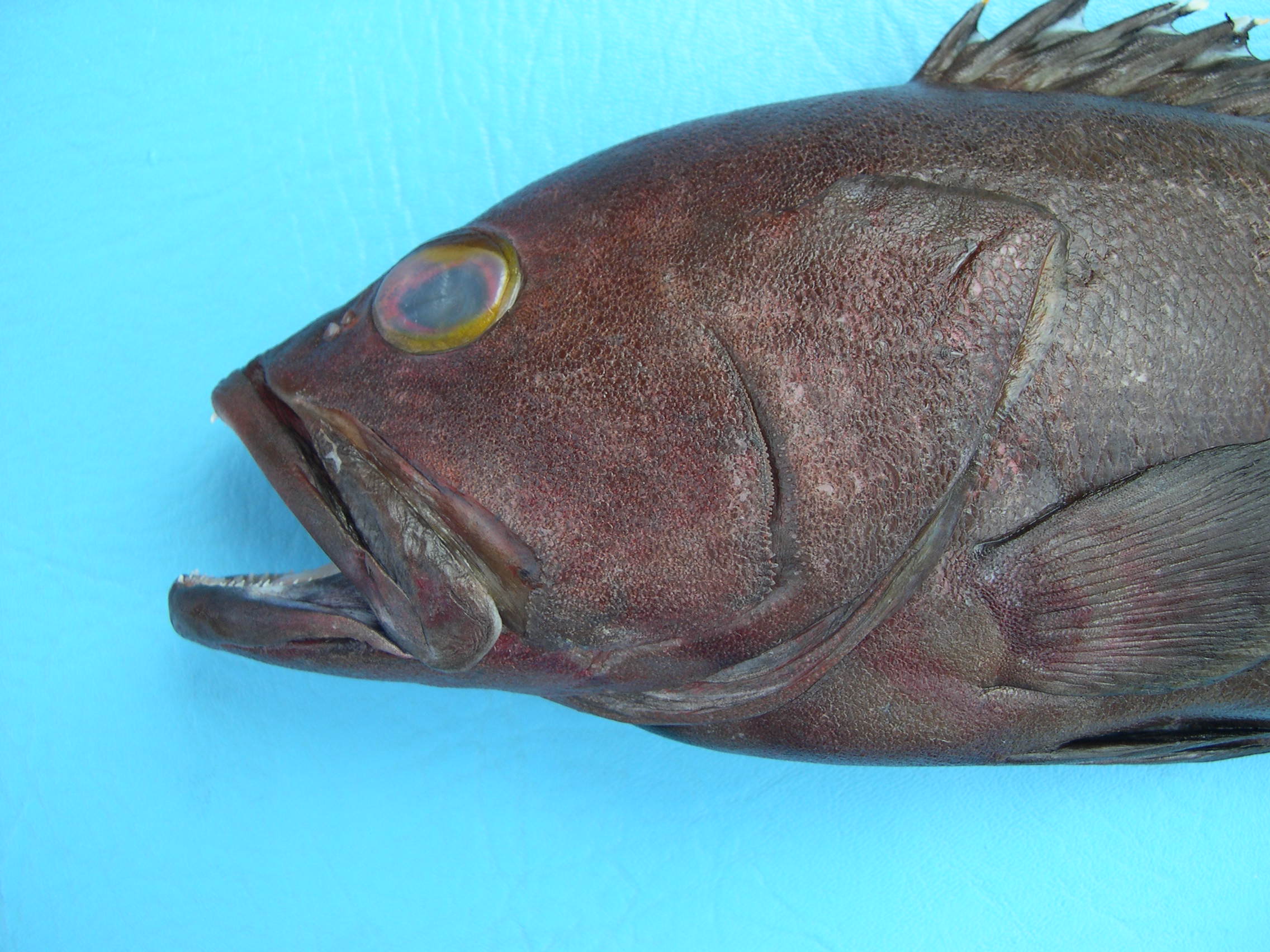 Charlie Court Cod (Epinephelus rivulatus)