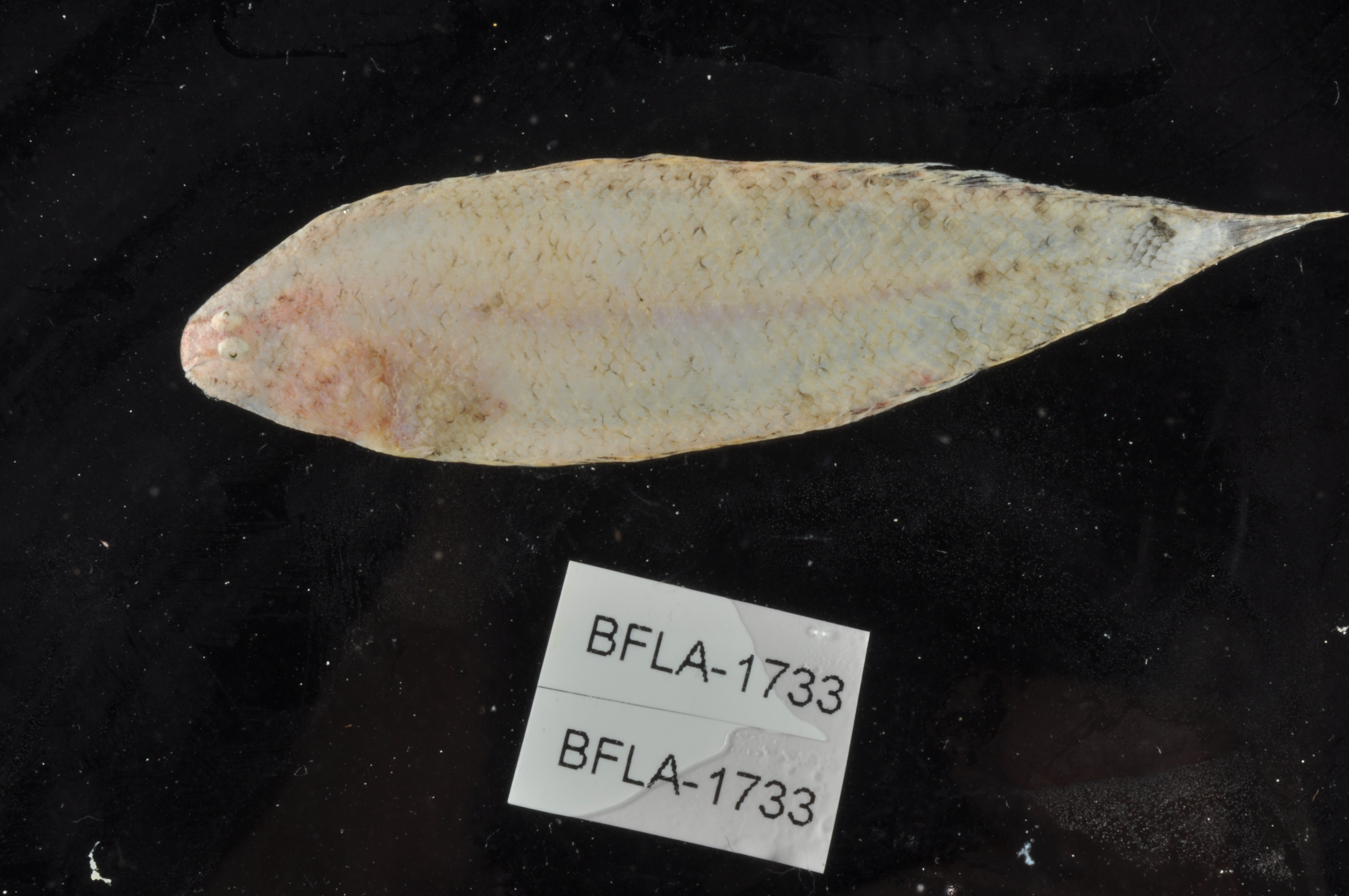 Largescale tonguefish (Symphurus minor) — Cynoglossidae
