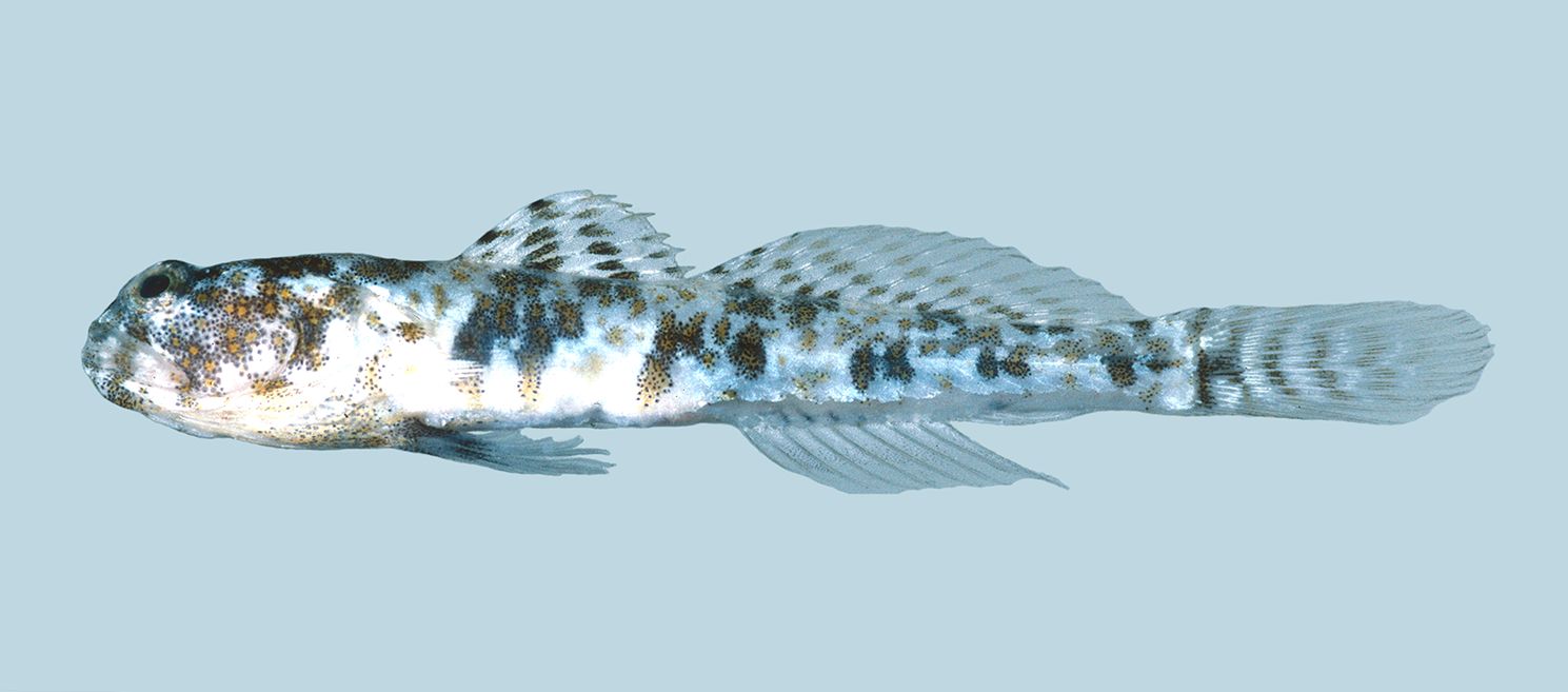 Atlantic shrimp goby (Nes longus) — Gobiidae — 3