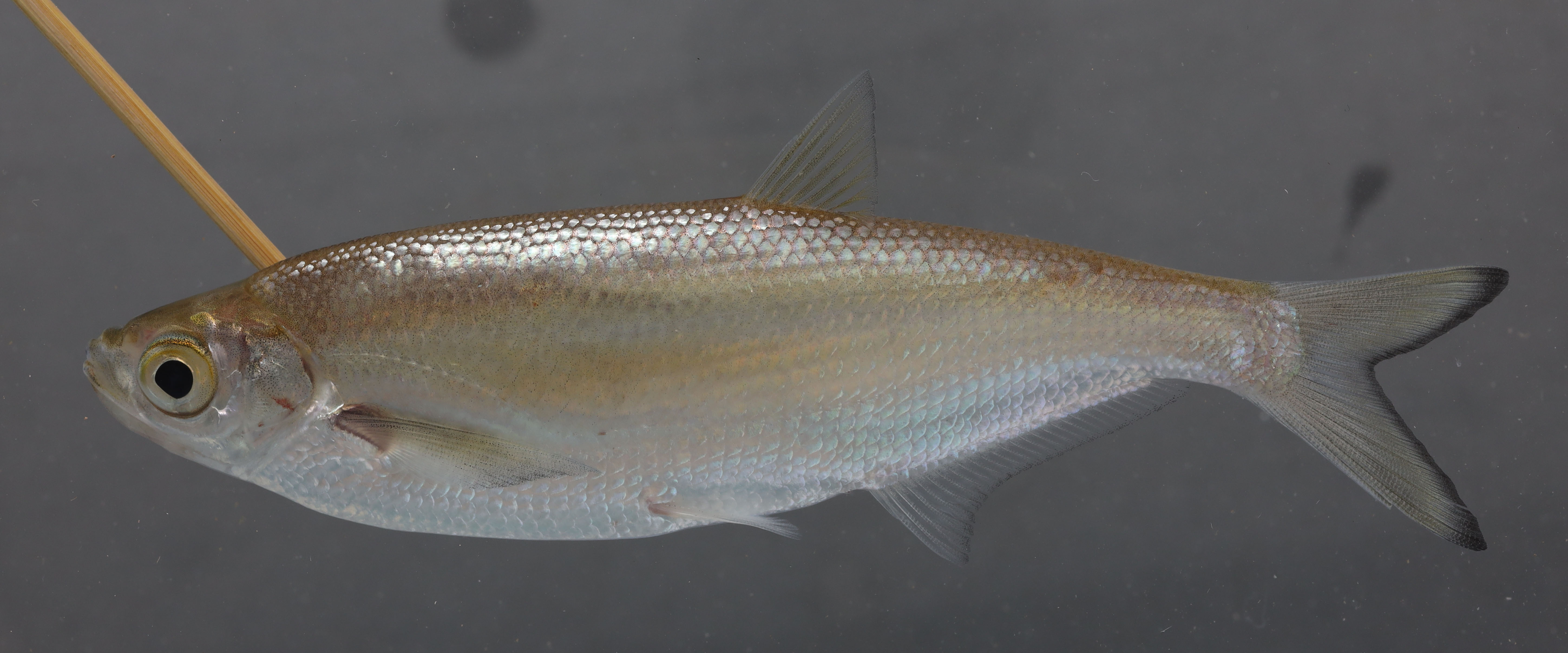 Xenocyprididae thumbnail