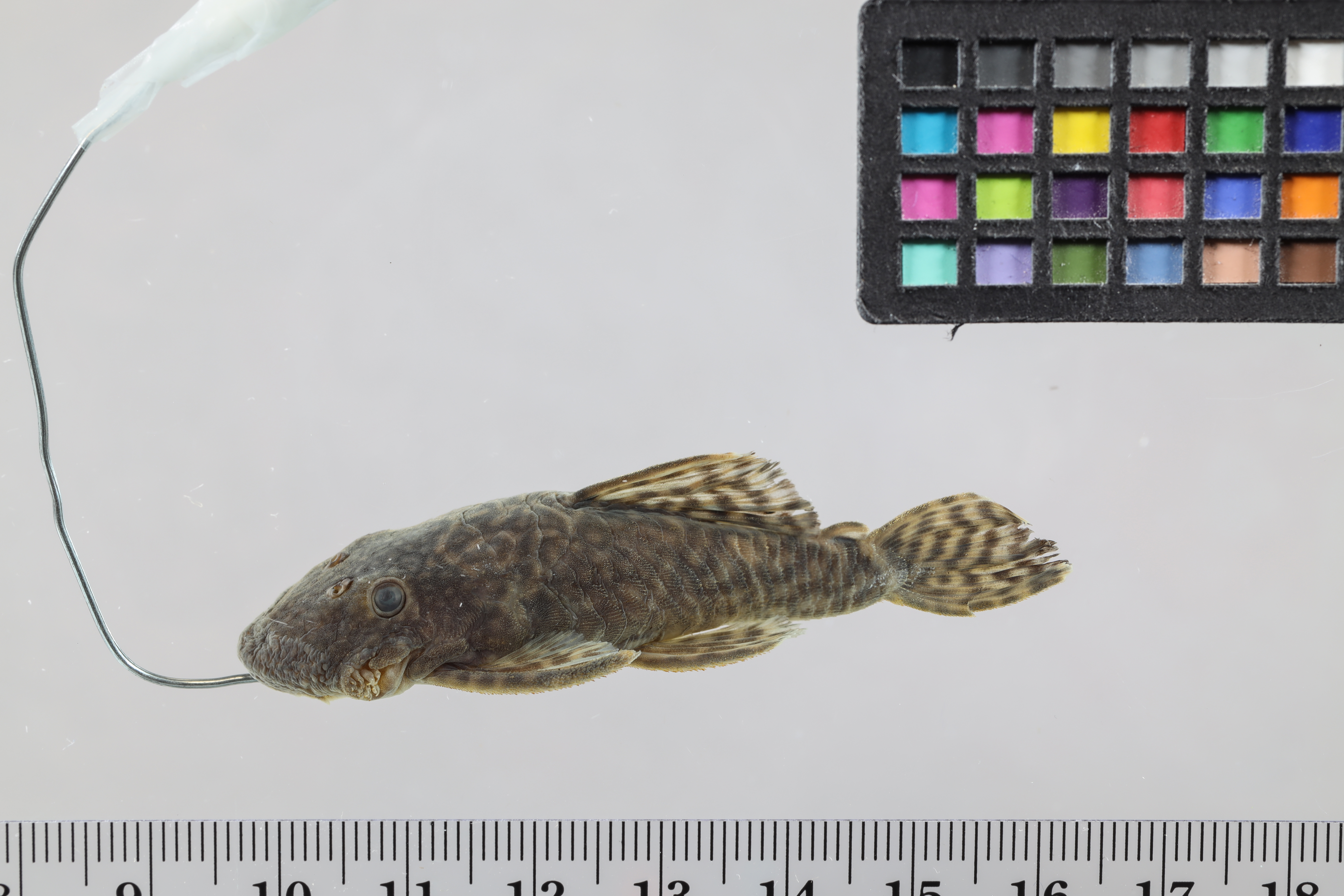 Bristlenose catfish (Ancistrus temminckii) — Loricariidae