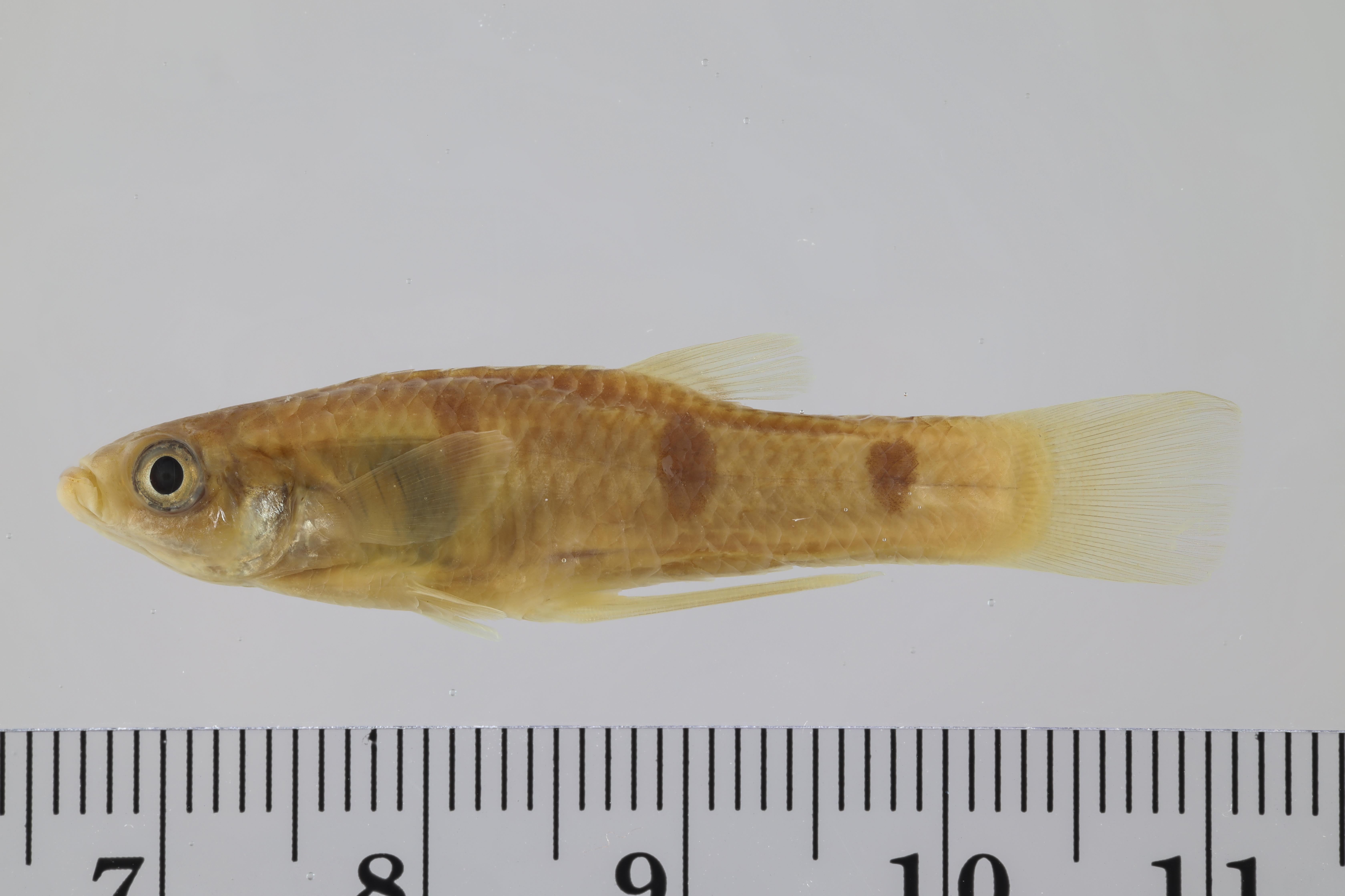 Few-spotted toothcarp (Poeciliopsis paucimaculata) — Poeciliidae — 2