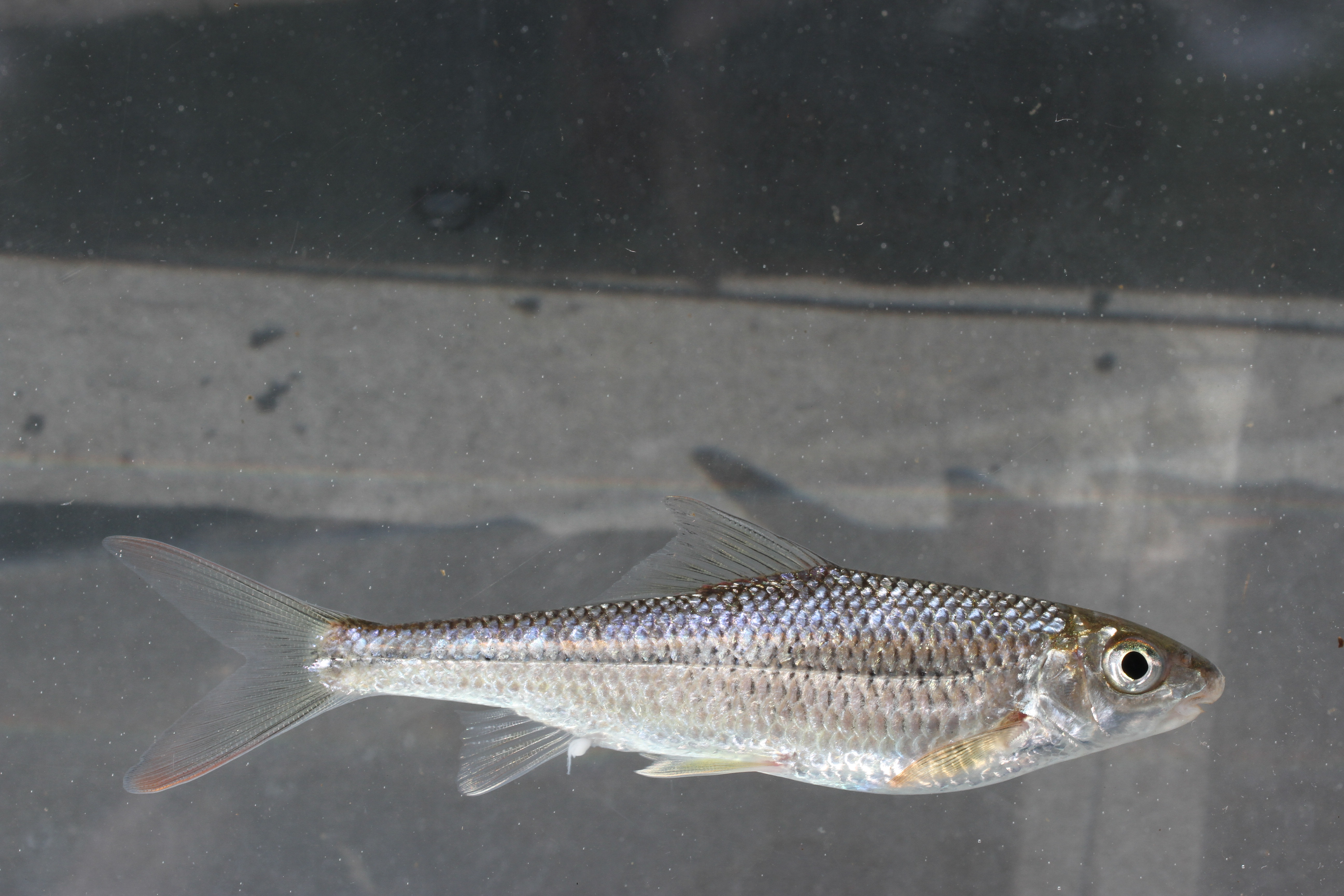 Onychostoma