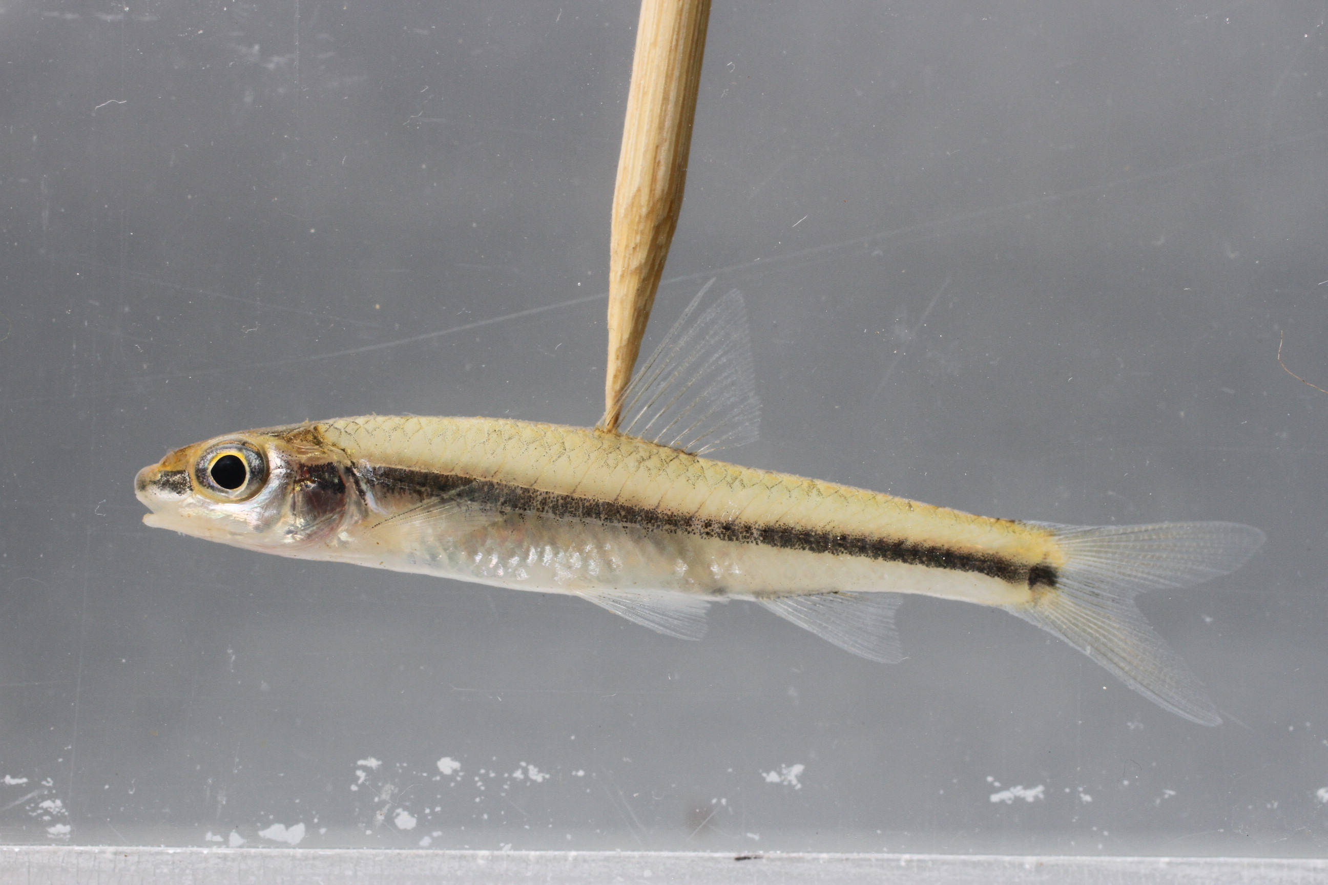 Hybopsis winchelli