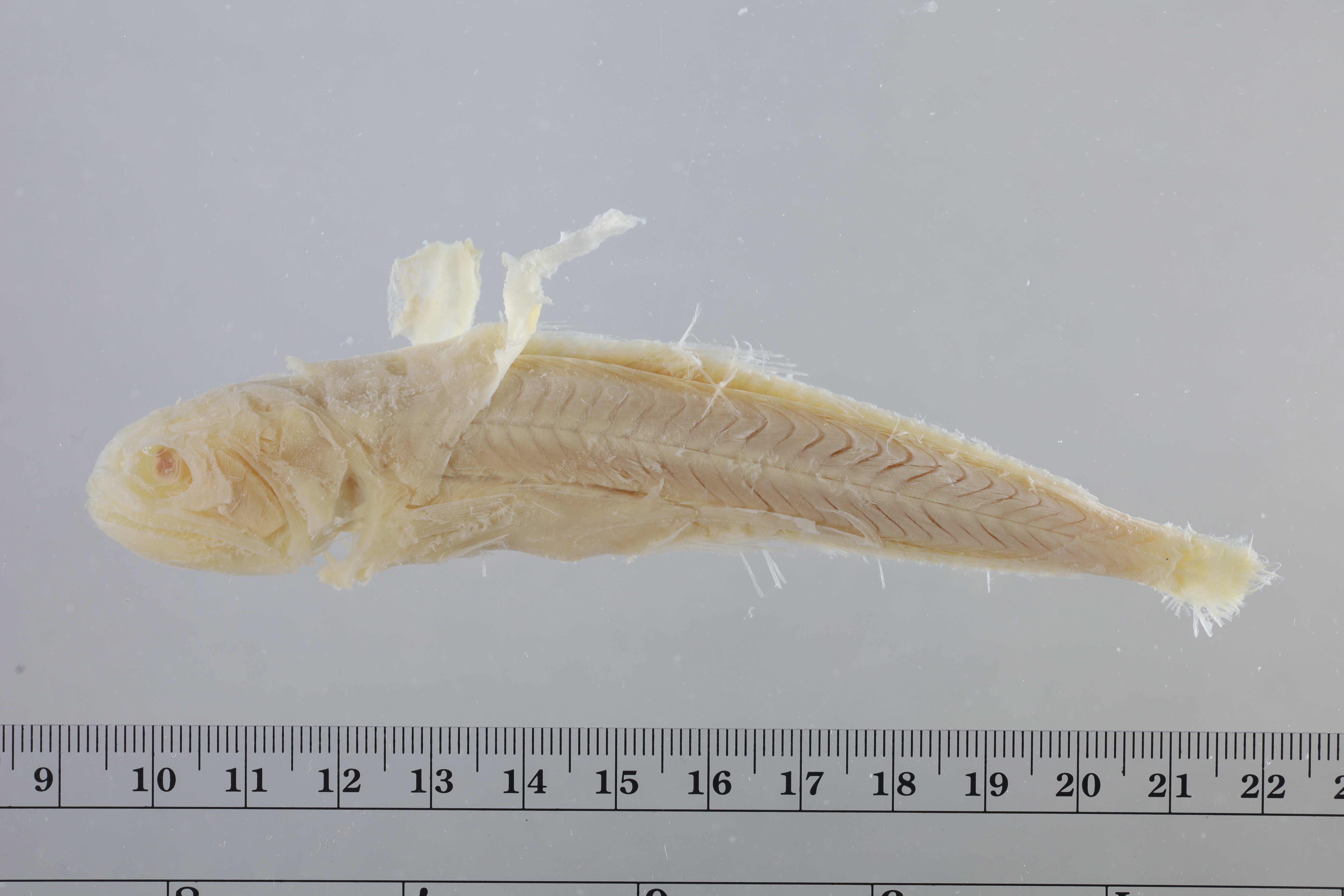 Pseudoscopelus scriptus