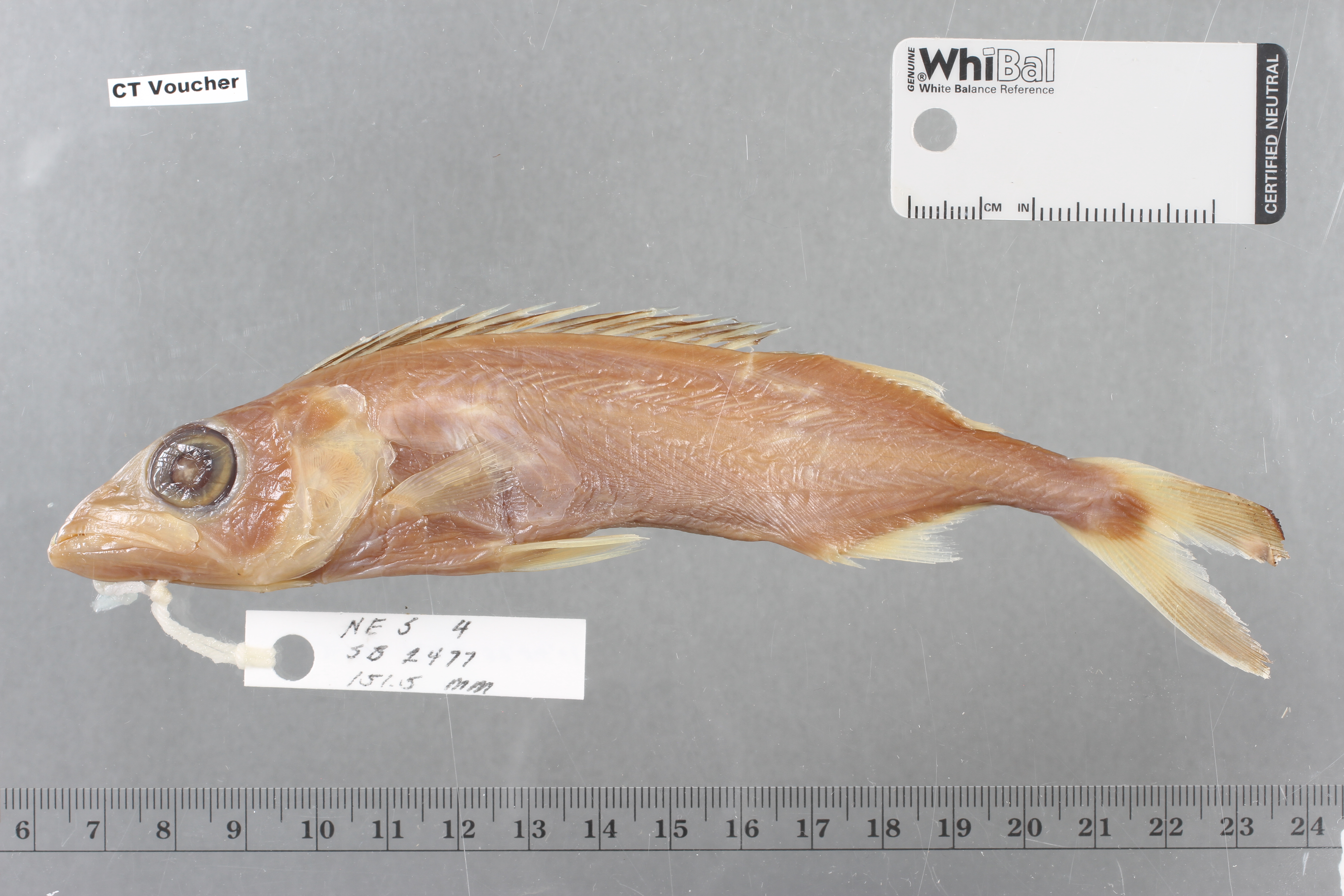 Domine (Epinnula magistralis) — Gempylidae — 4