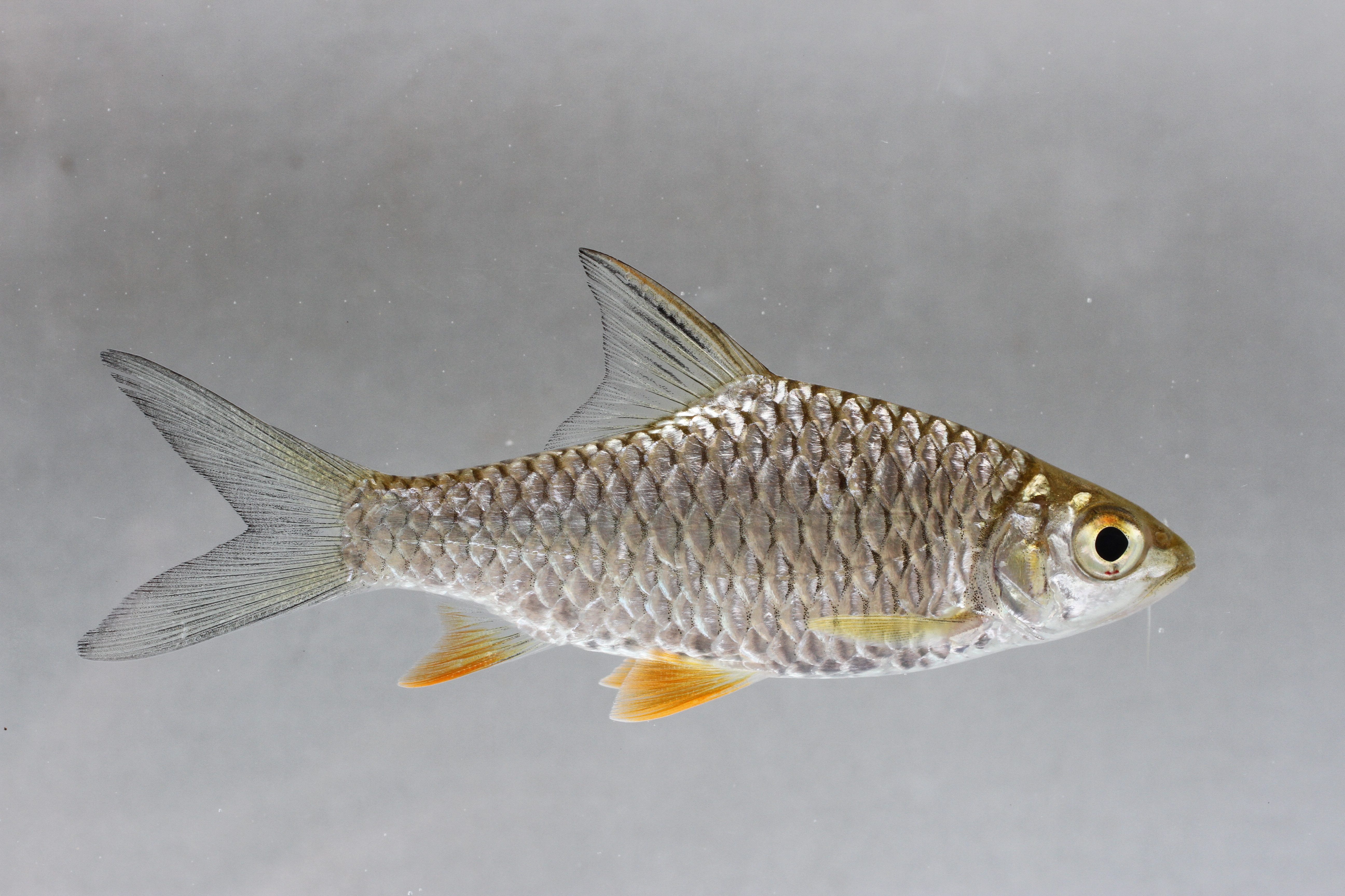 Hypsibarbus vernayi thumbnail