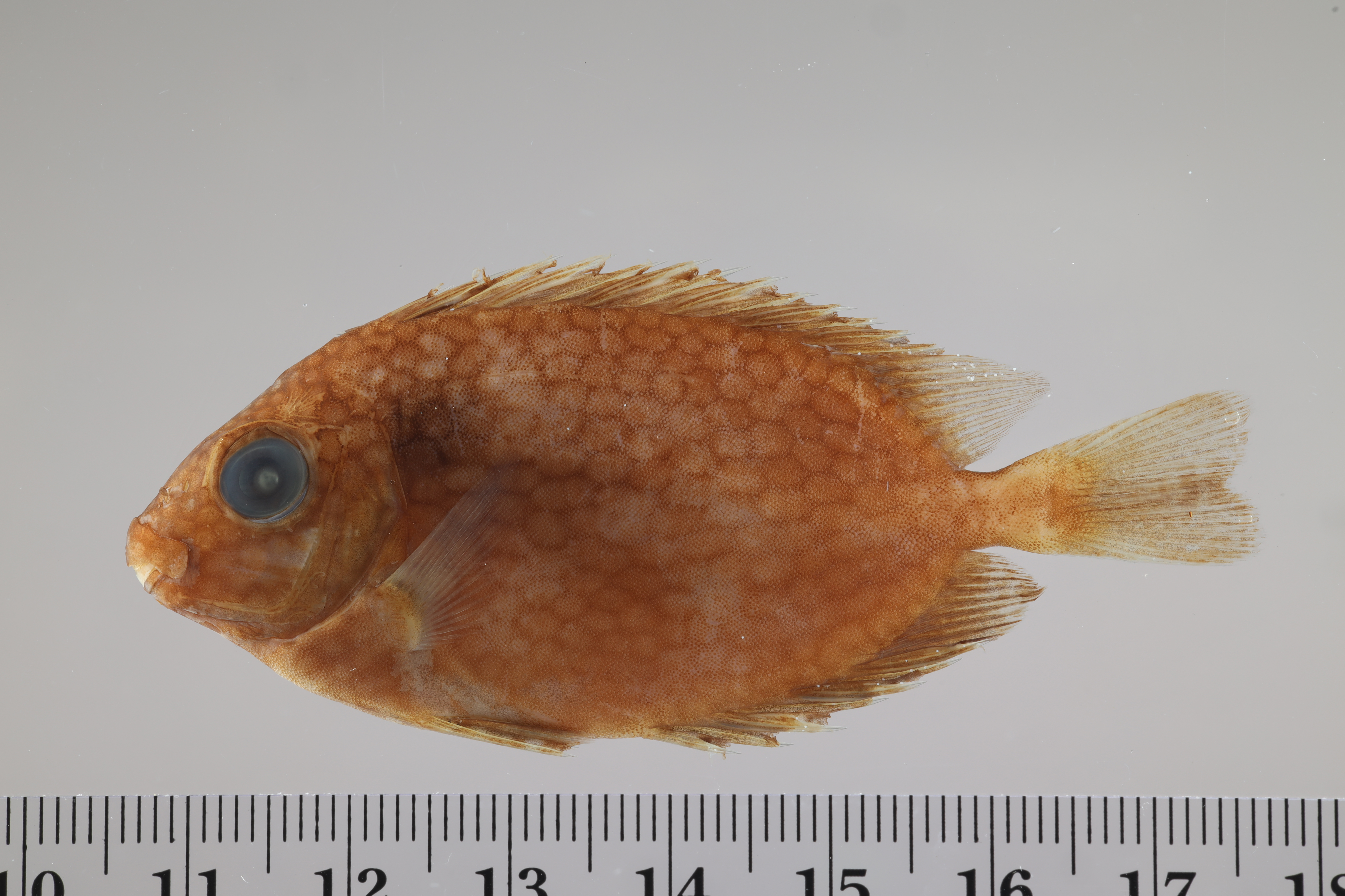 Siganus punctatus