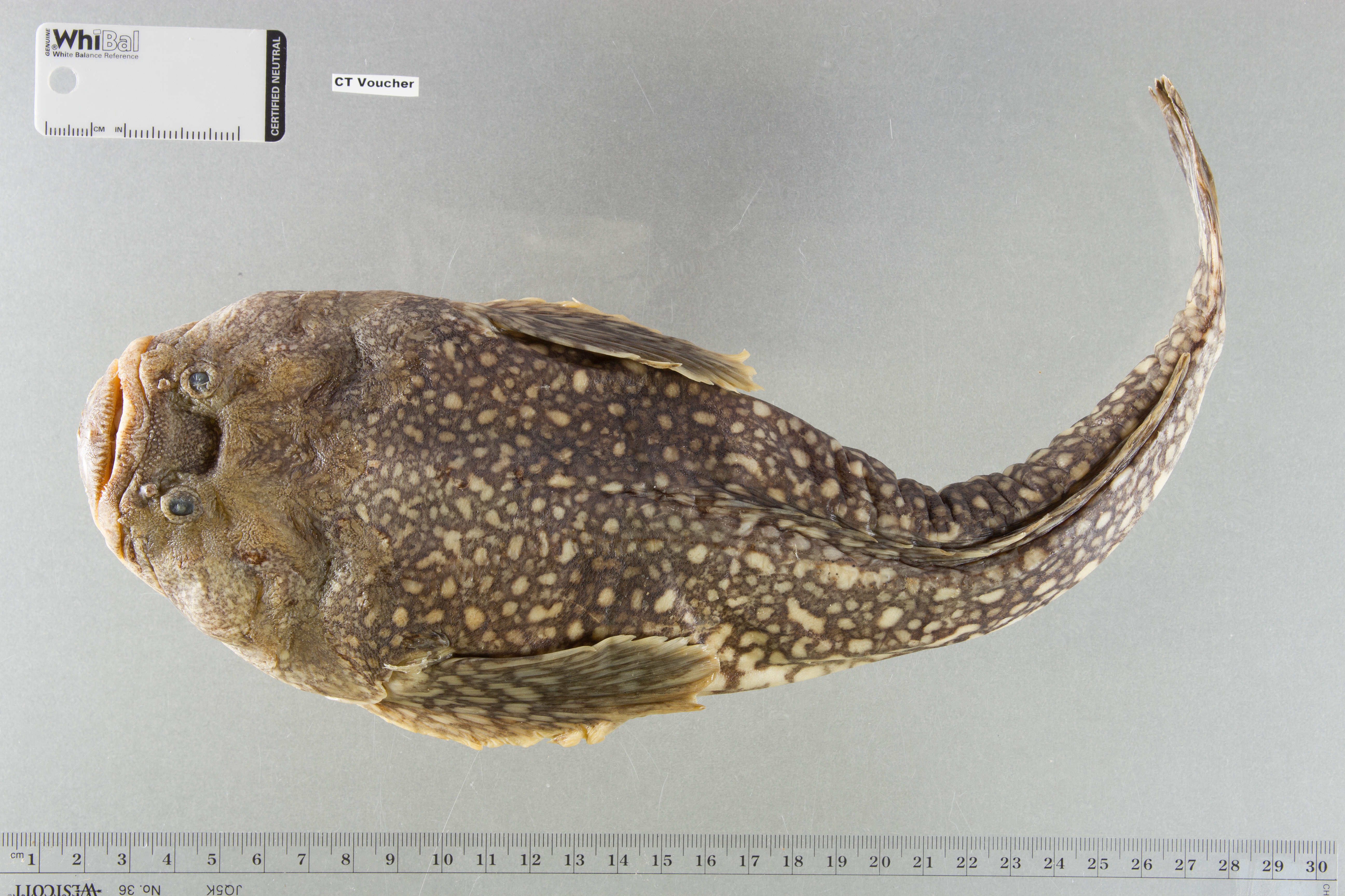 Genyagnus monopterygius thumbnail