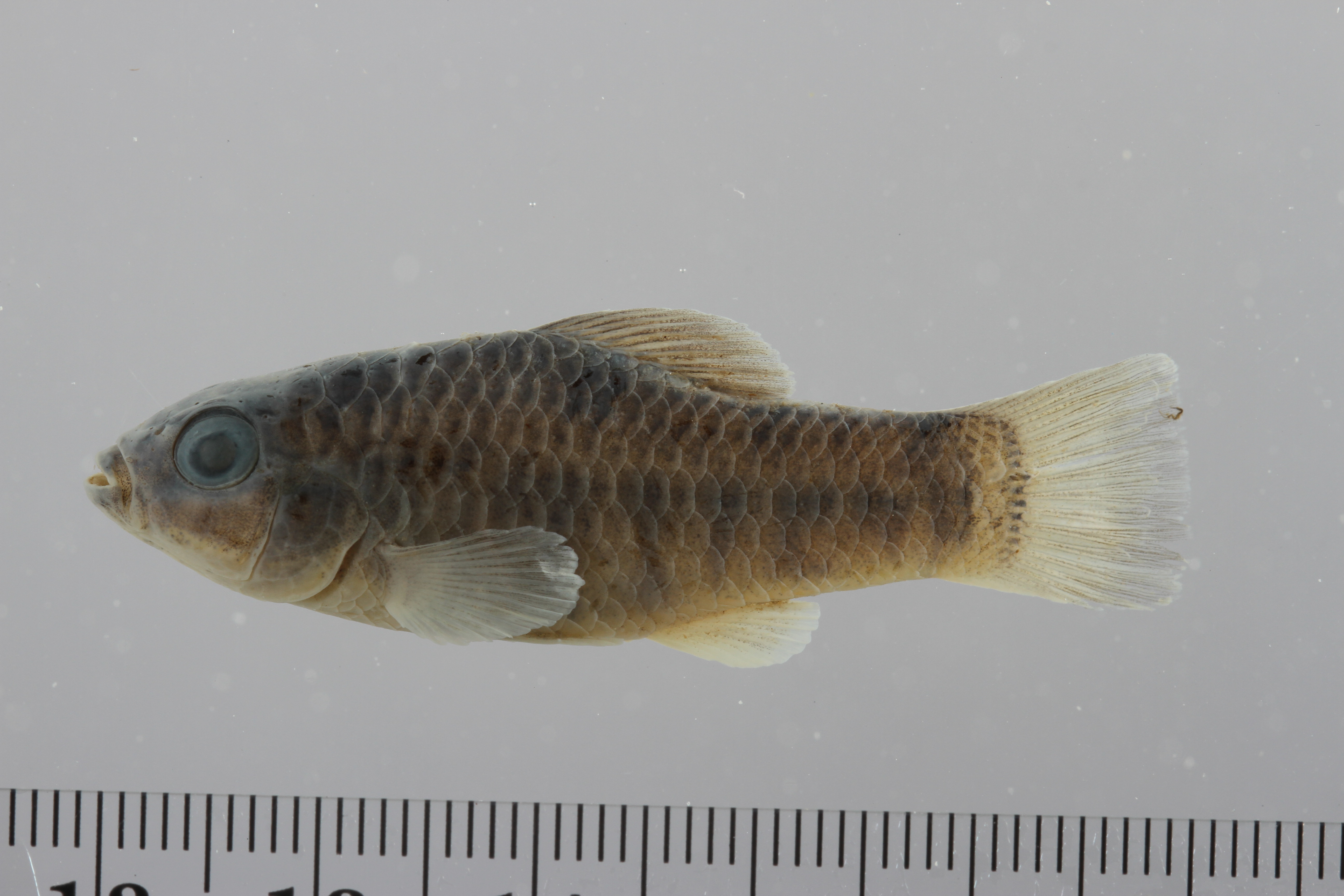 Floridichthys carpio