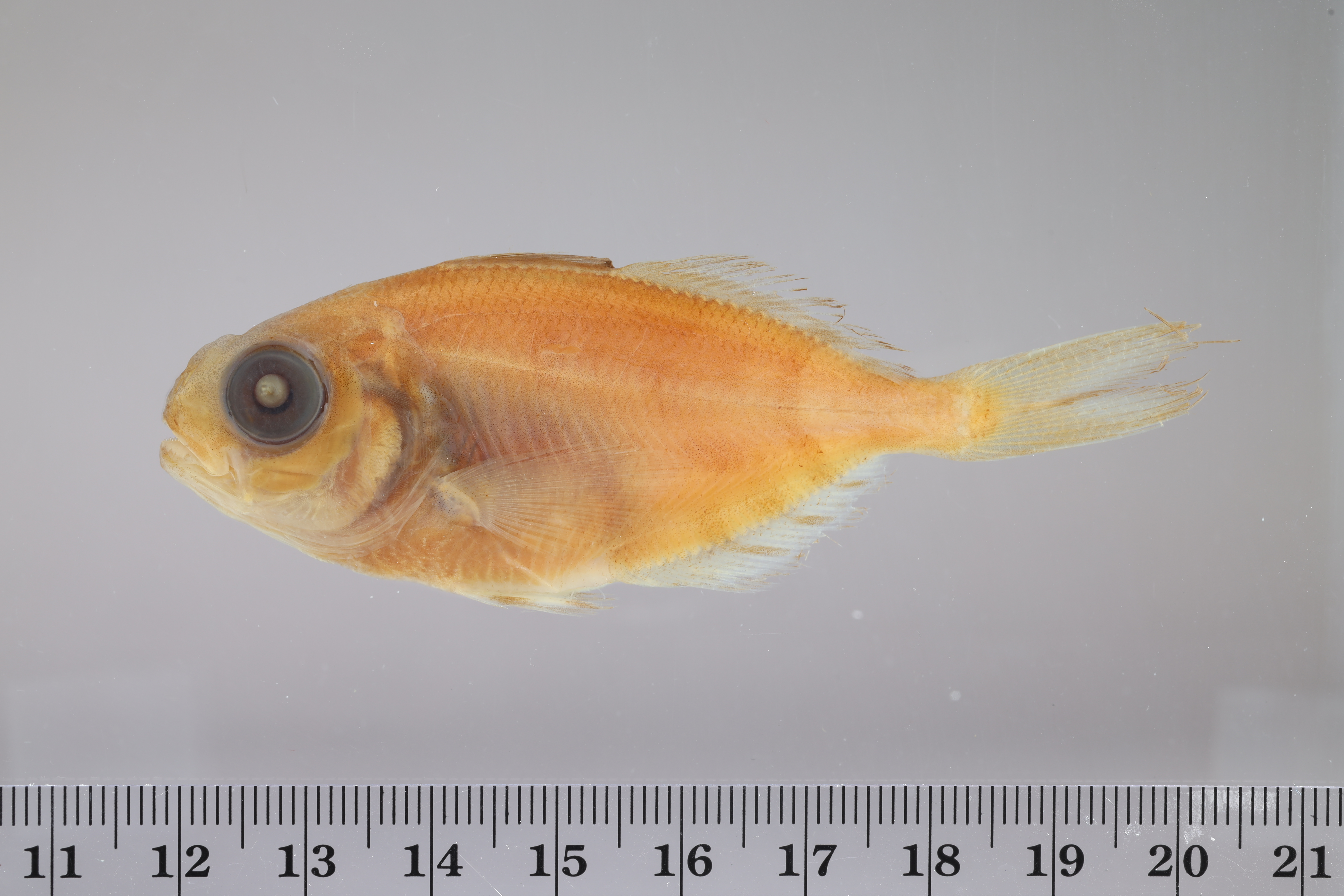 Arafura driftfish (Psenes arafurensis) — Nomeidae — 2
