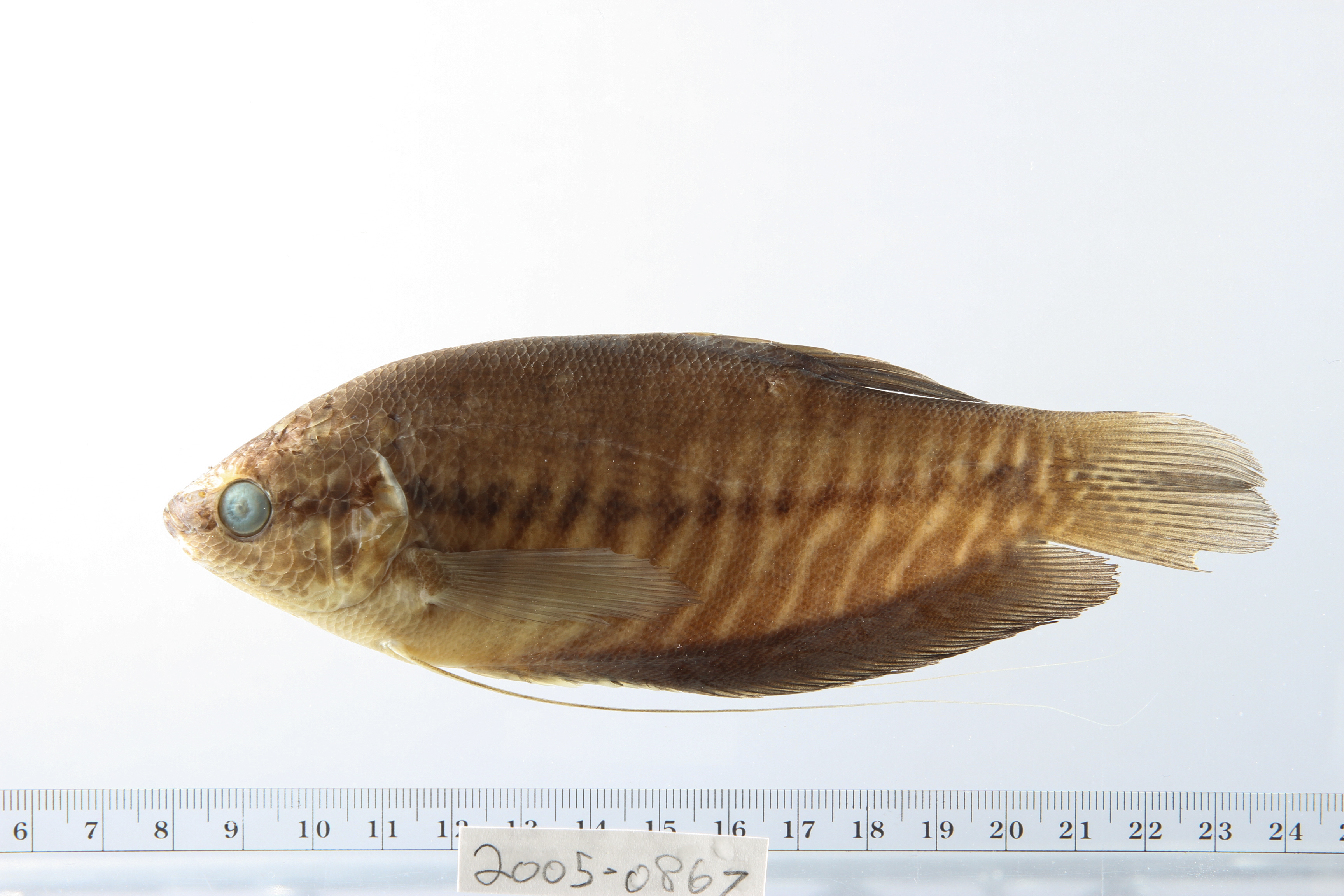 Bubble nest builder (Trichopodus pectoralis) — Osphronemidae — 3