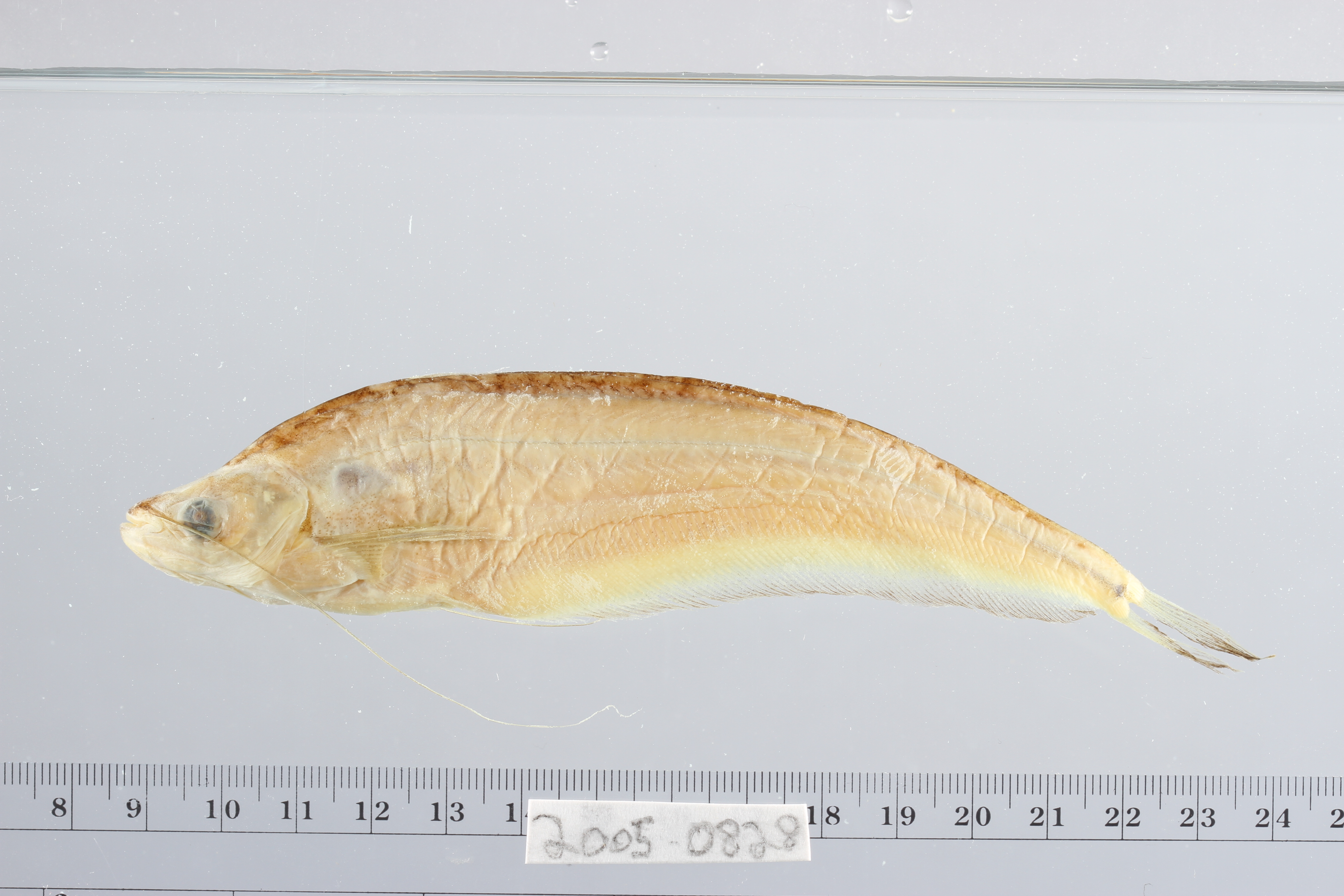 Butter catfish (Ompok hypophthalmus) — Siluridae