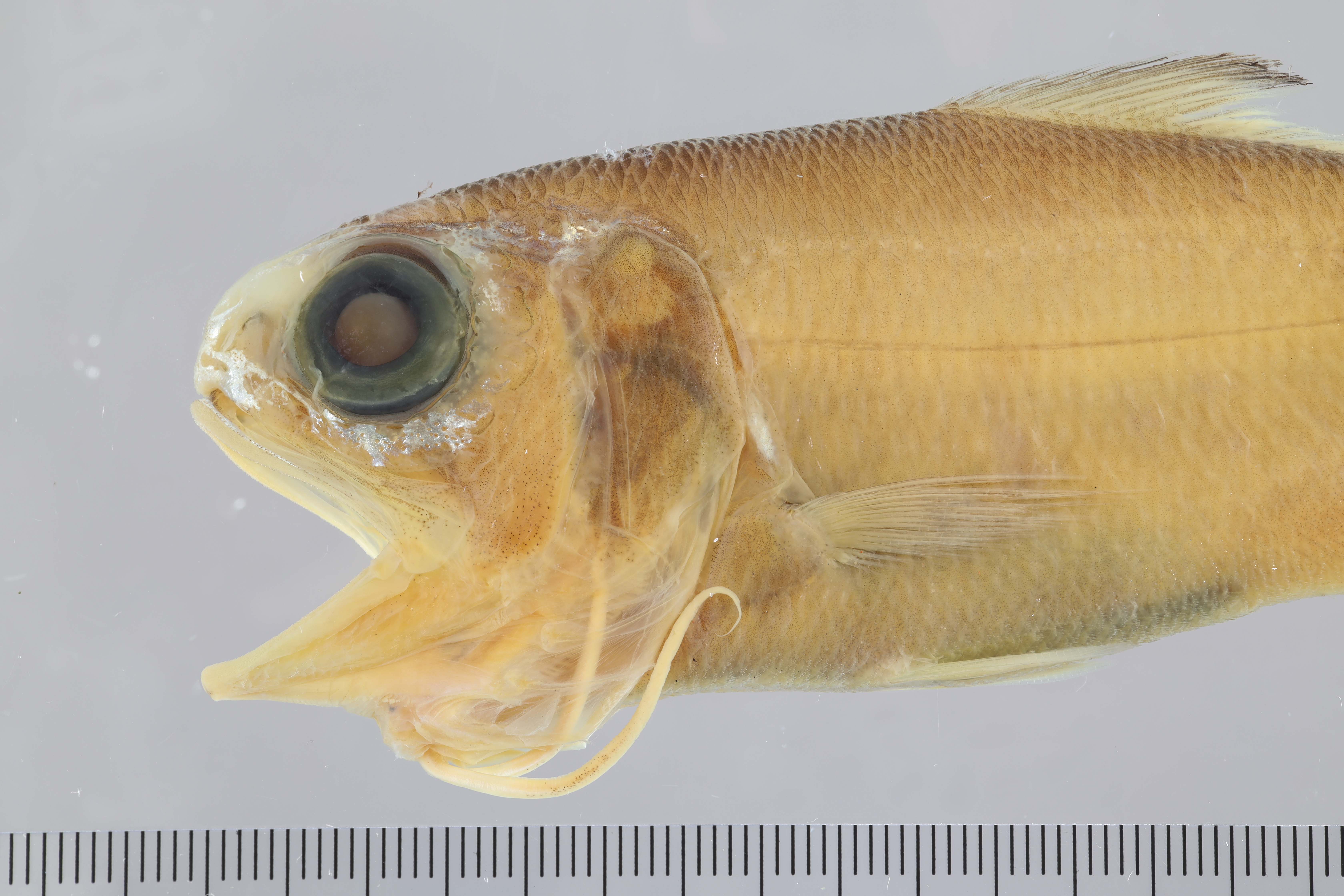 Polymixia lowei