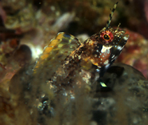 Banner blenny (Emblemaria atlantica) — Chaenopsidae