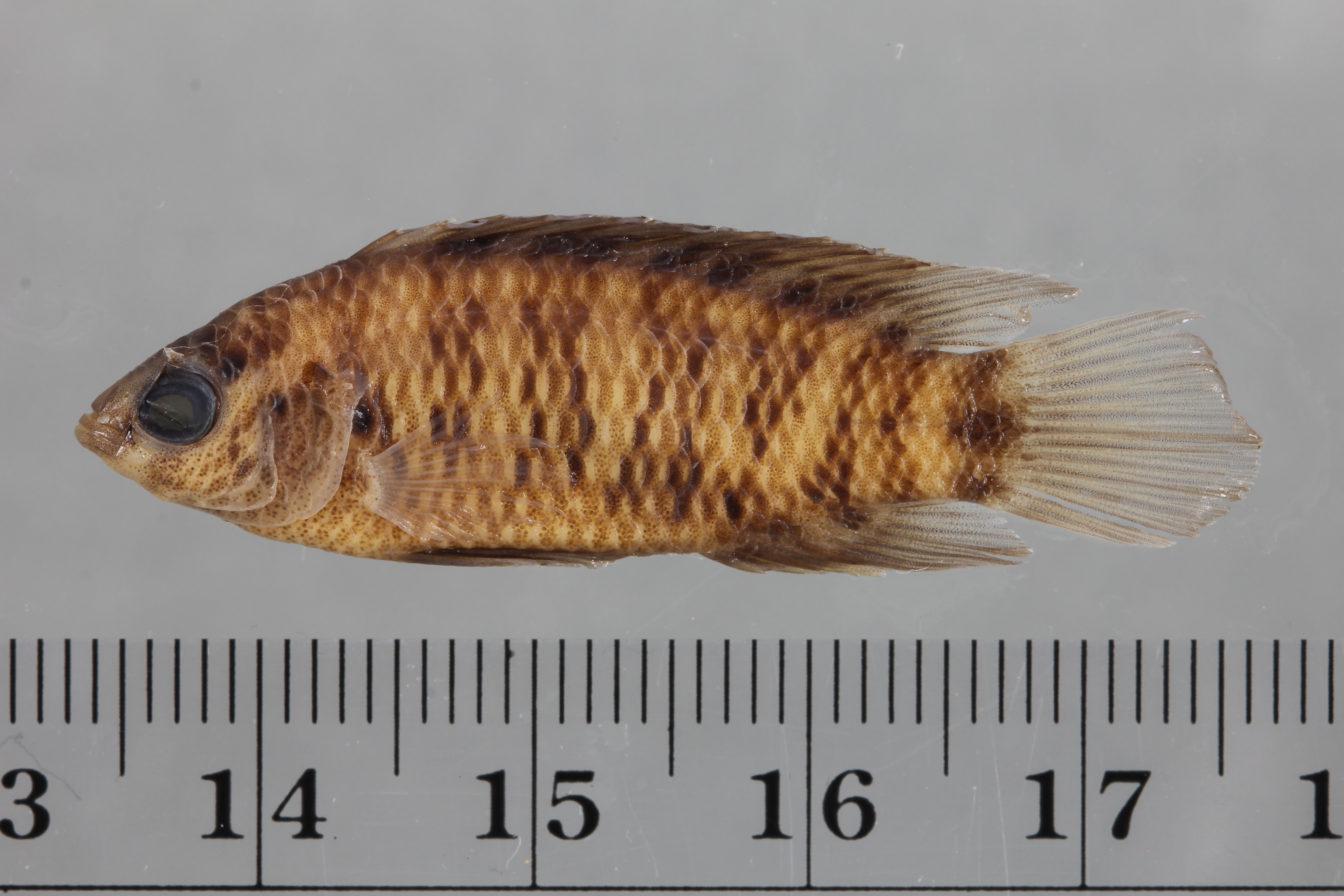 Badis (Badis badis) — Badidae — 2