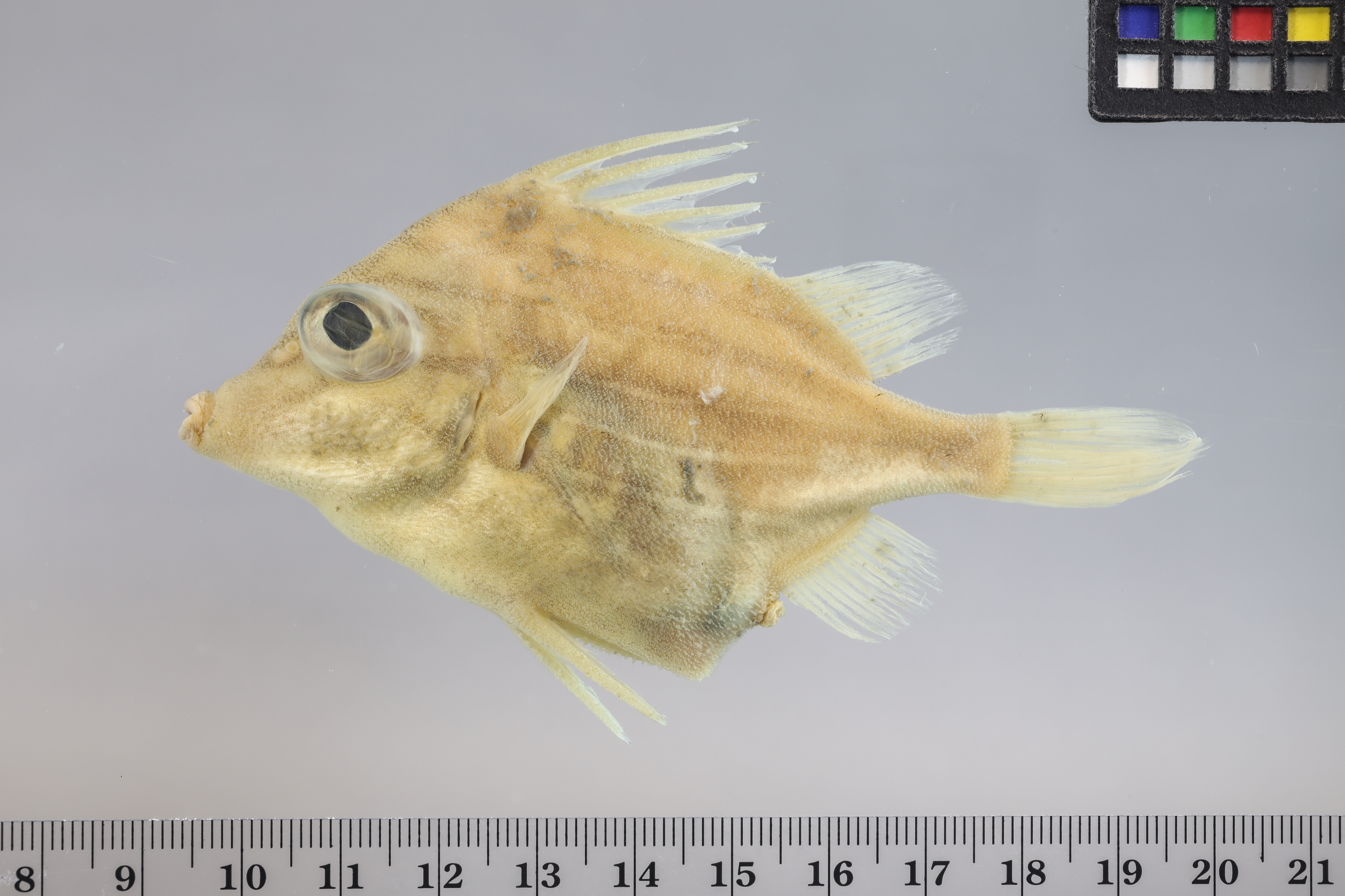 Jambeau (Parahollardia lineata) — Triacanthodidae — 2