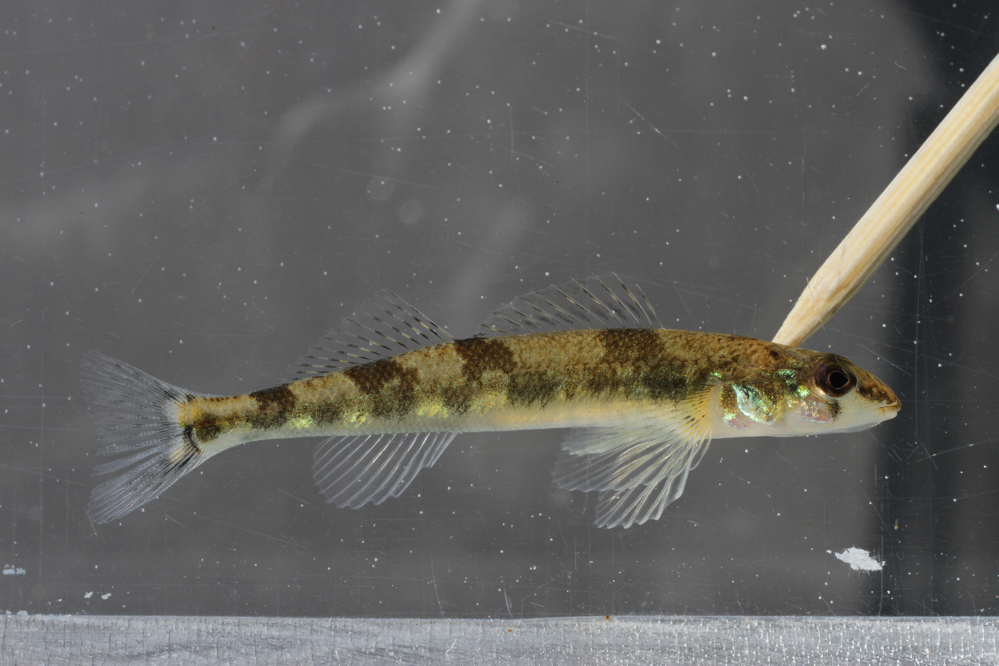 Saddleback darter (Percina vigil) — Percidae — 5