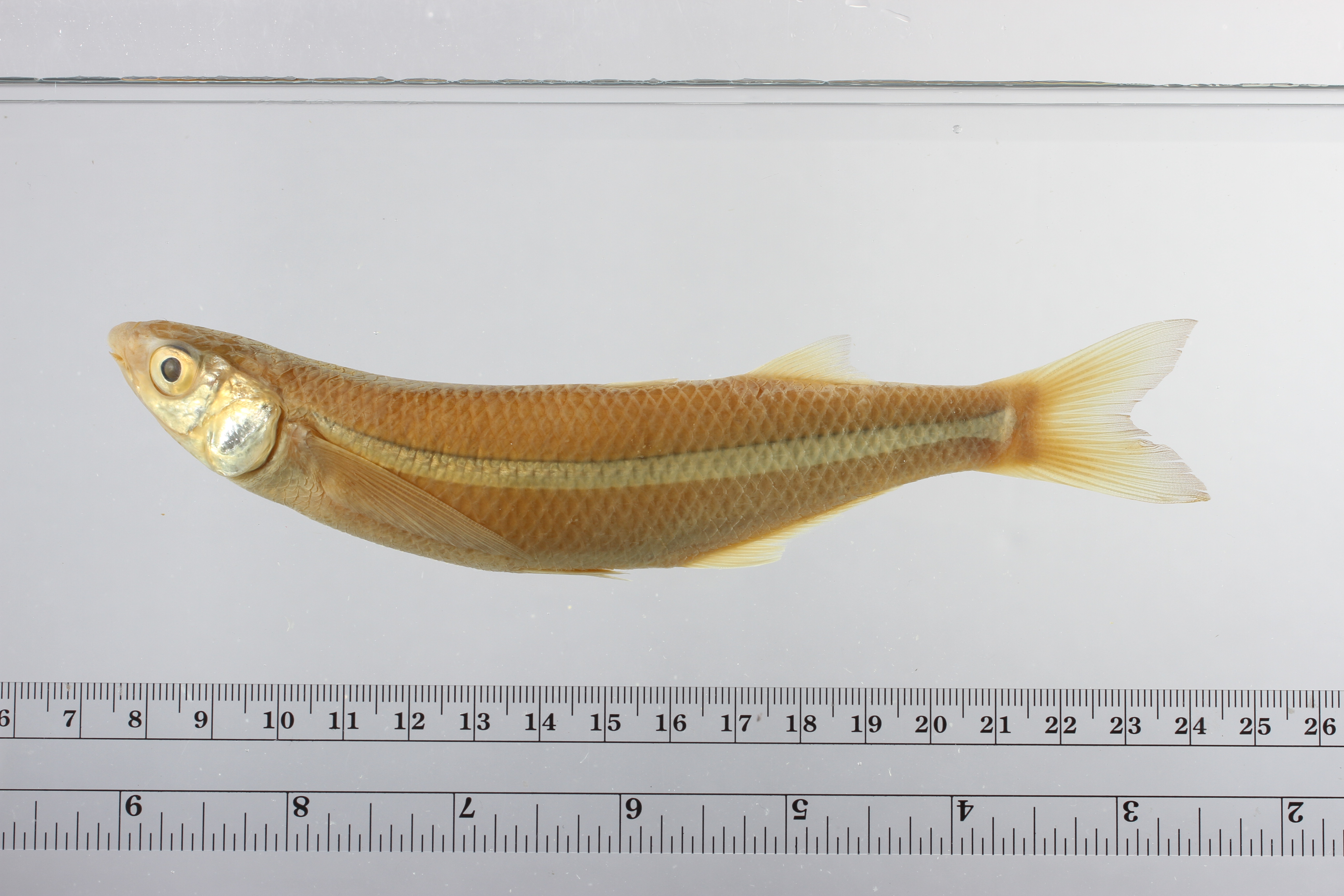 Koningskoornaarvis (Colpichthys regis) — Atherinopsidae