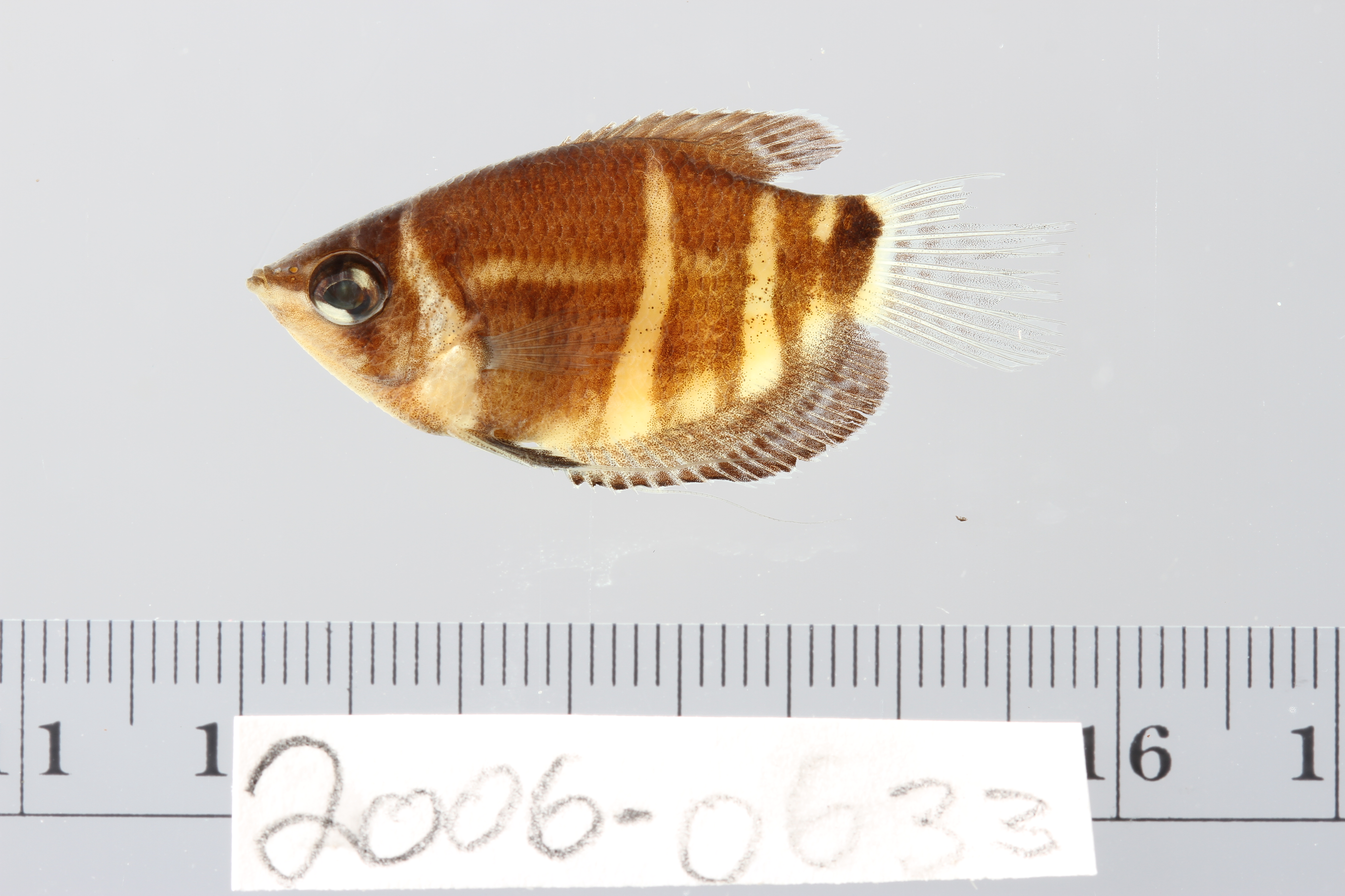 Chocolate gourami (Sphaerichthys osphromenoides) — Osphronemidae — 2