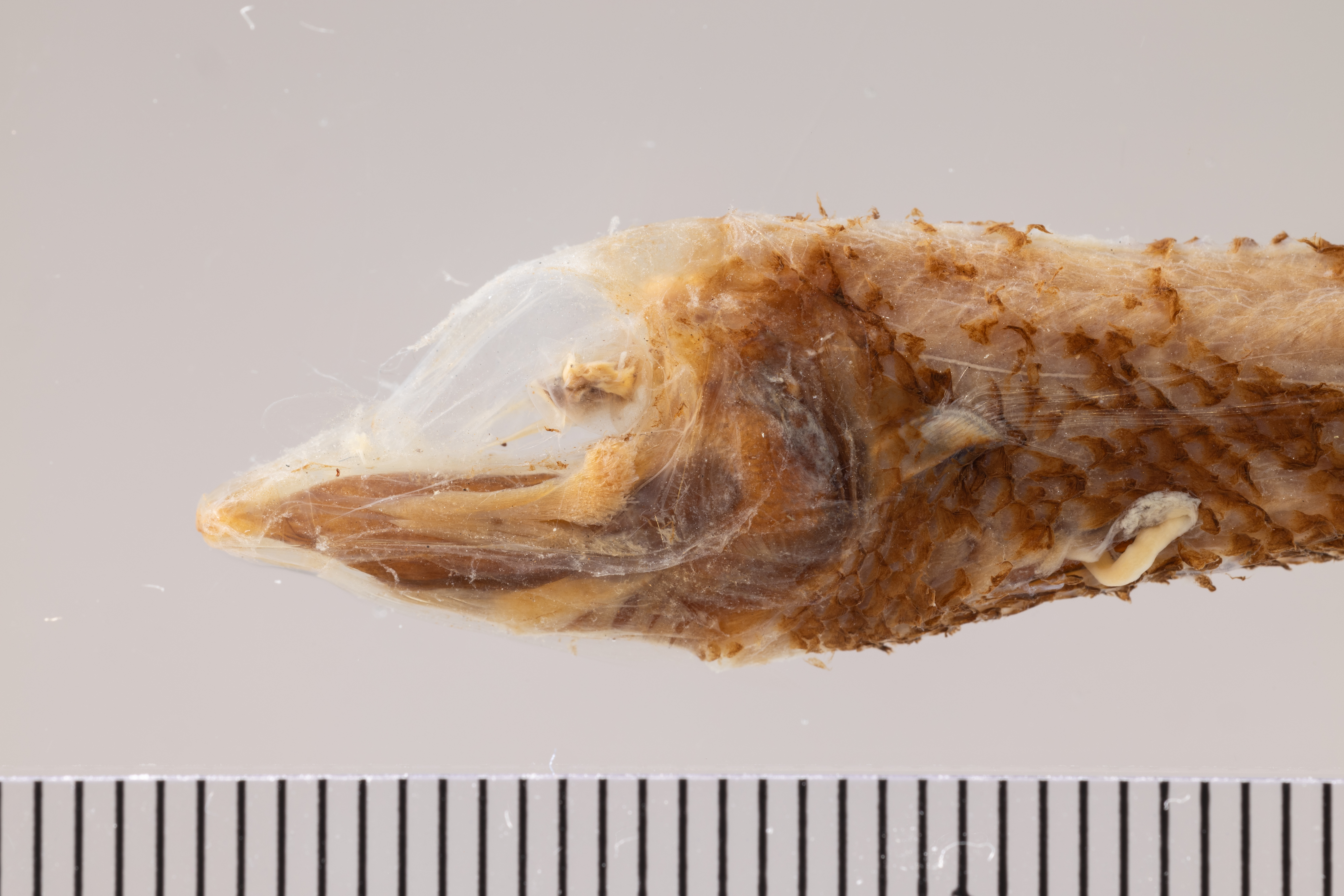 Winteria telescopa