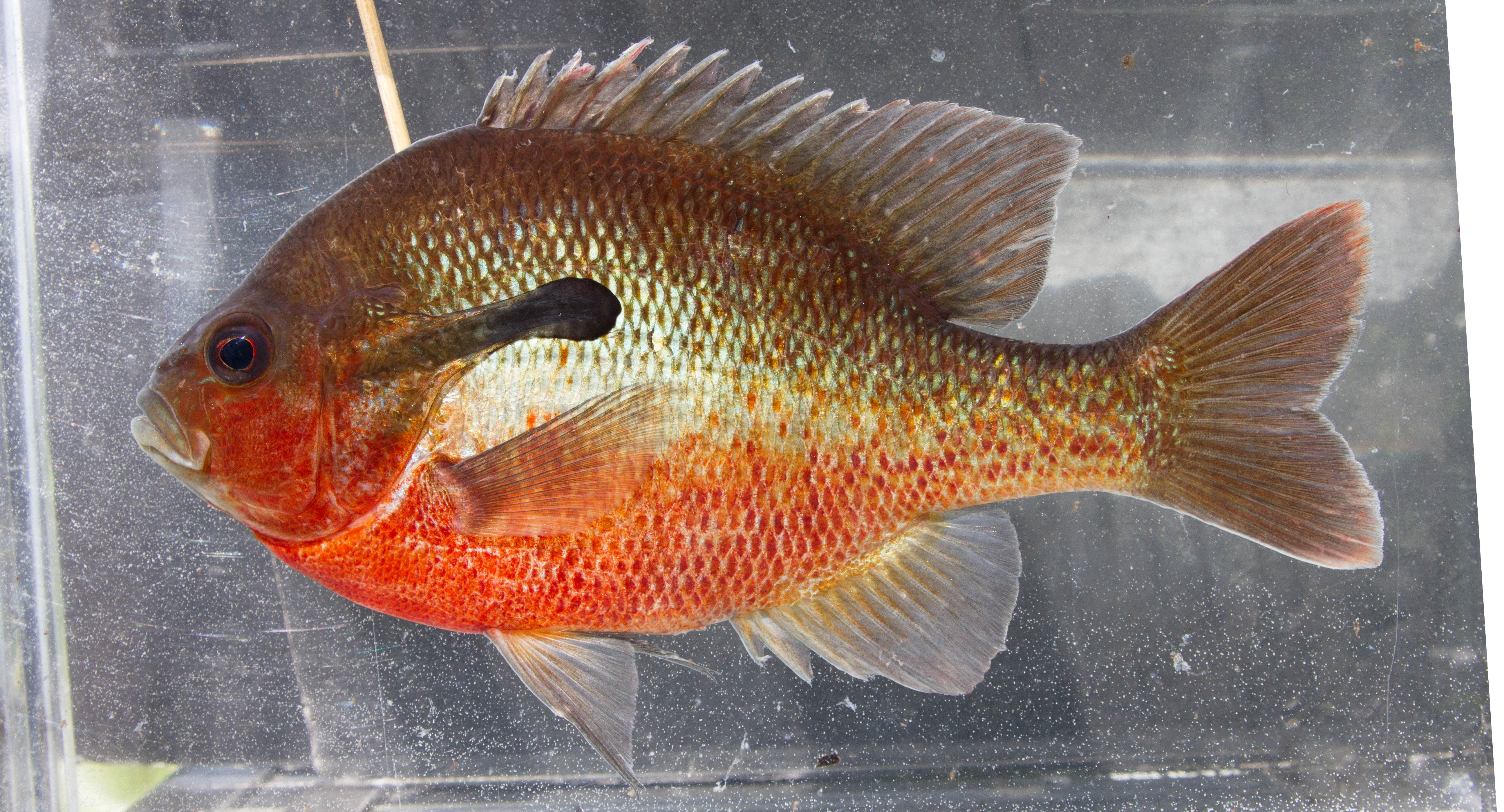 Lepomis image