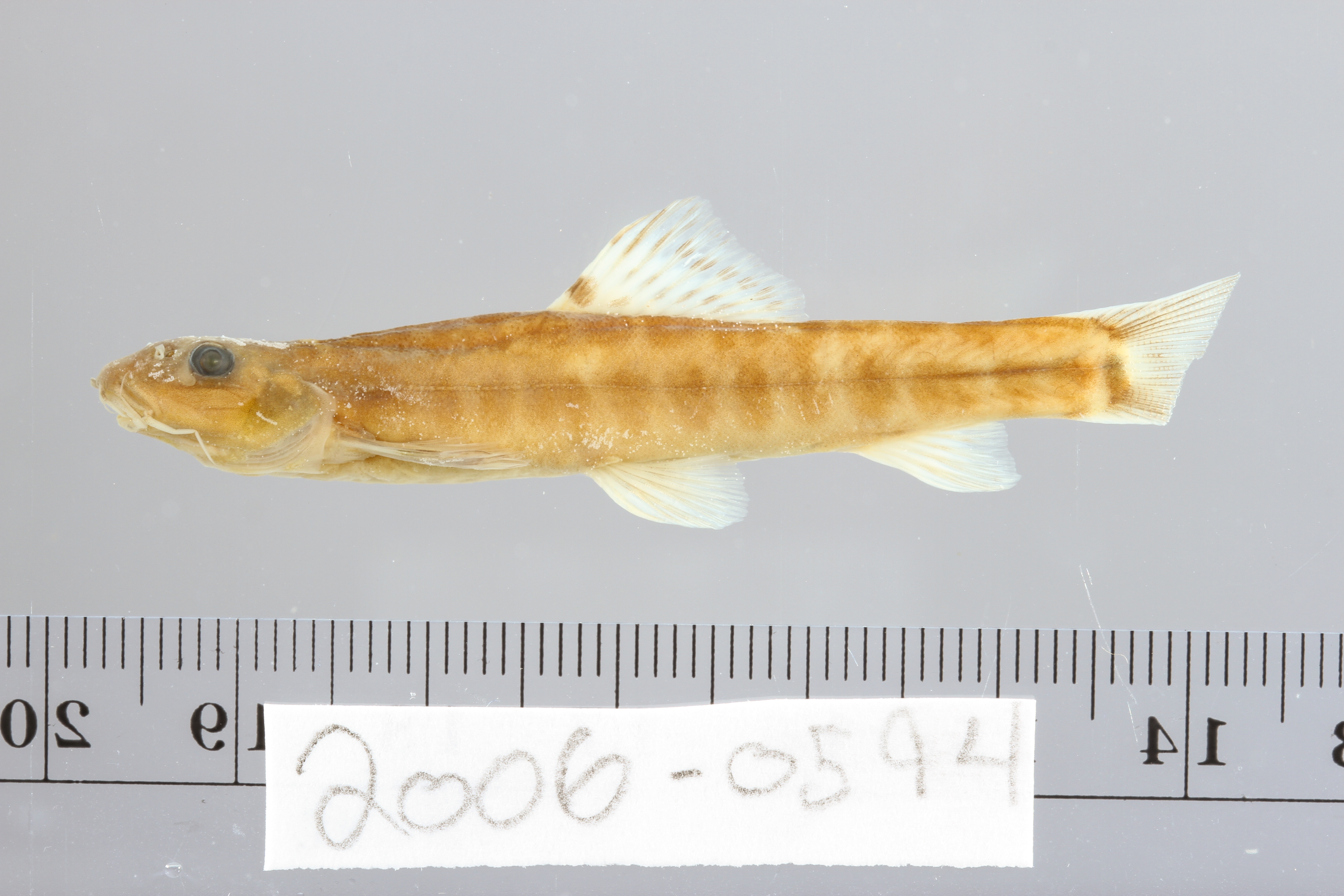 Barred loach (Nemacheilus fasciatus) — Nemacheilidae — 3