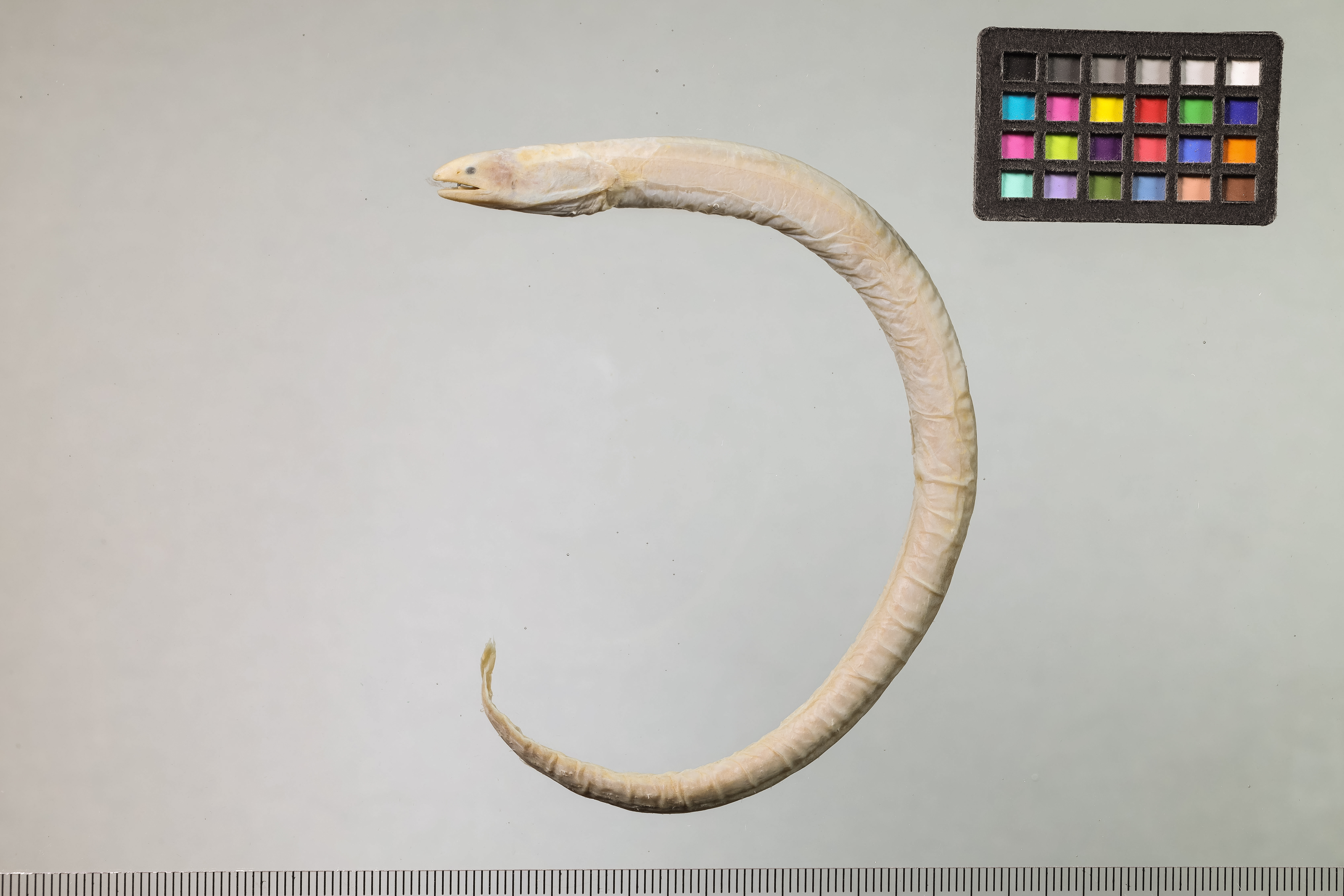Wormlike spaghetti eel (Neoconger vermiformis) — Moringuidae