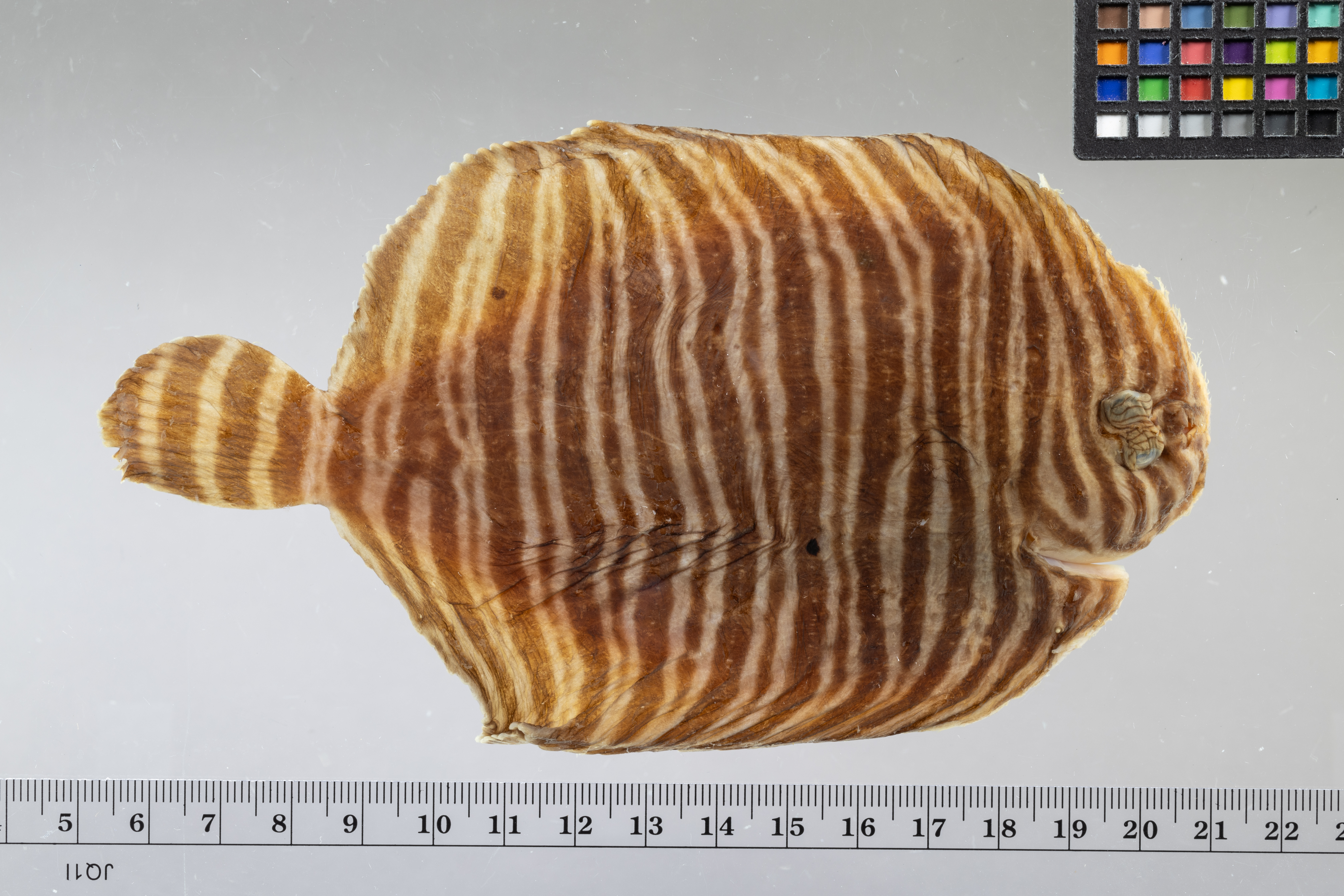 Naked sole (Gymnachirus melas) — Achiridae — 3
