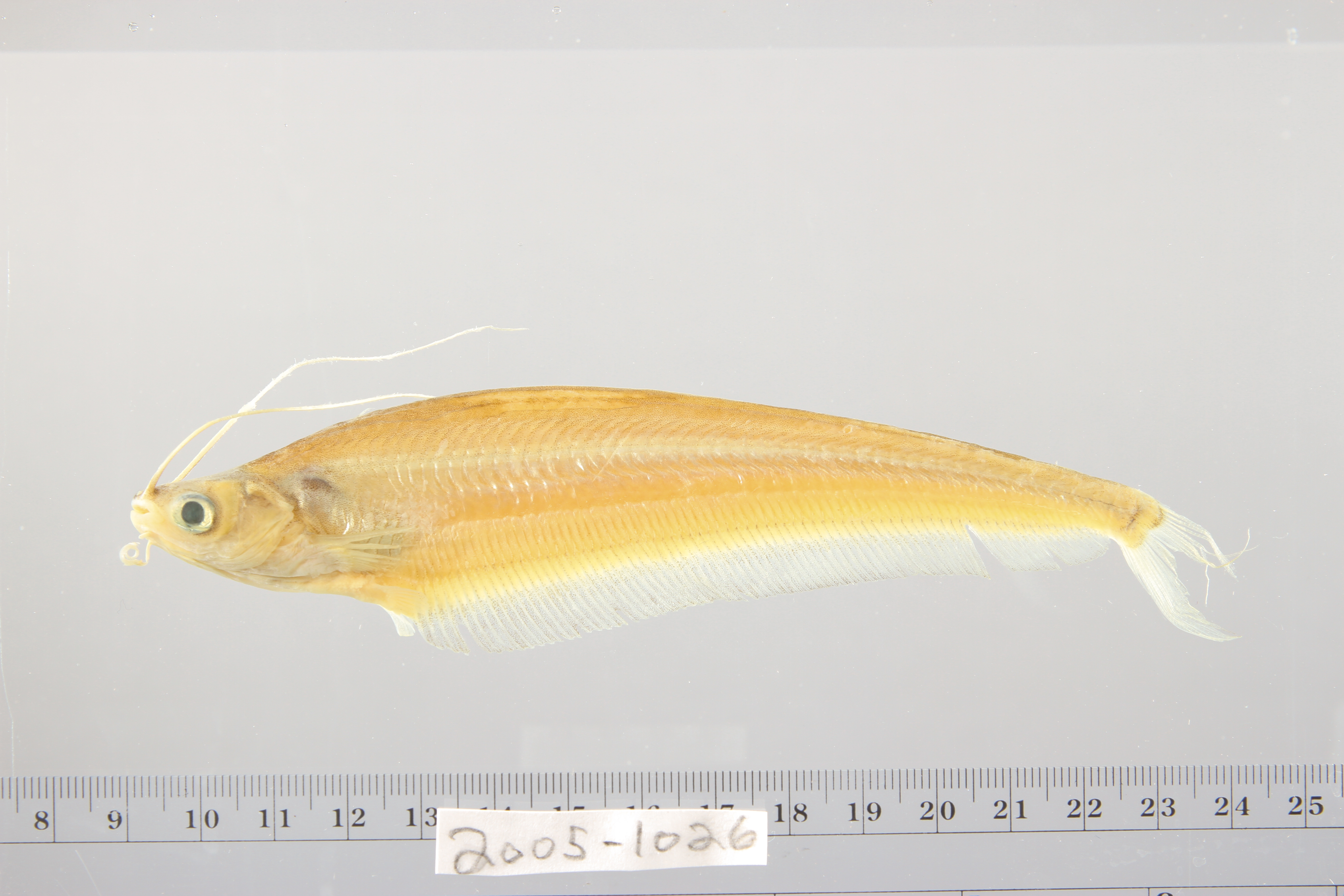 Kryptopterus lais