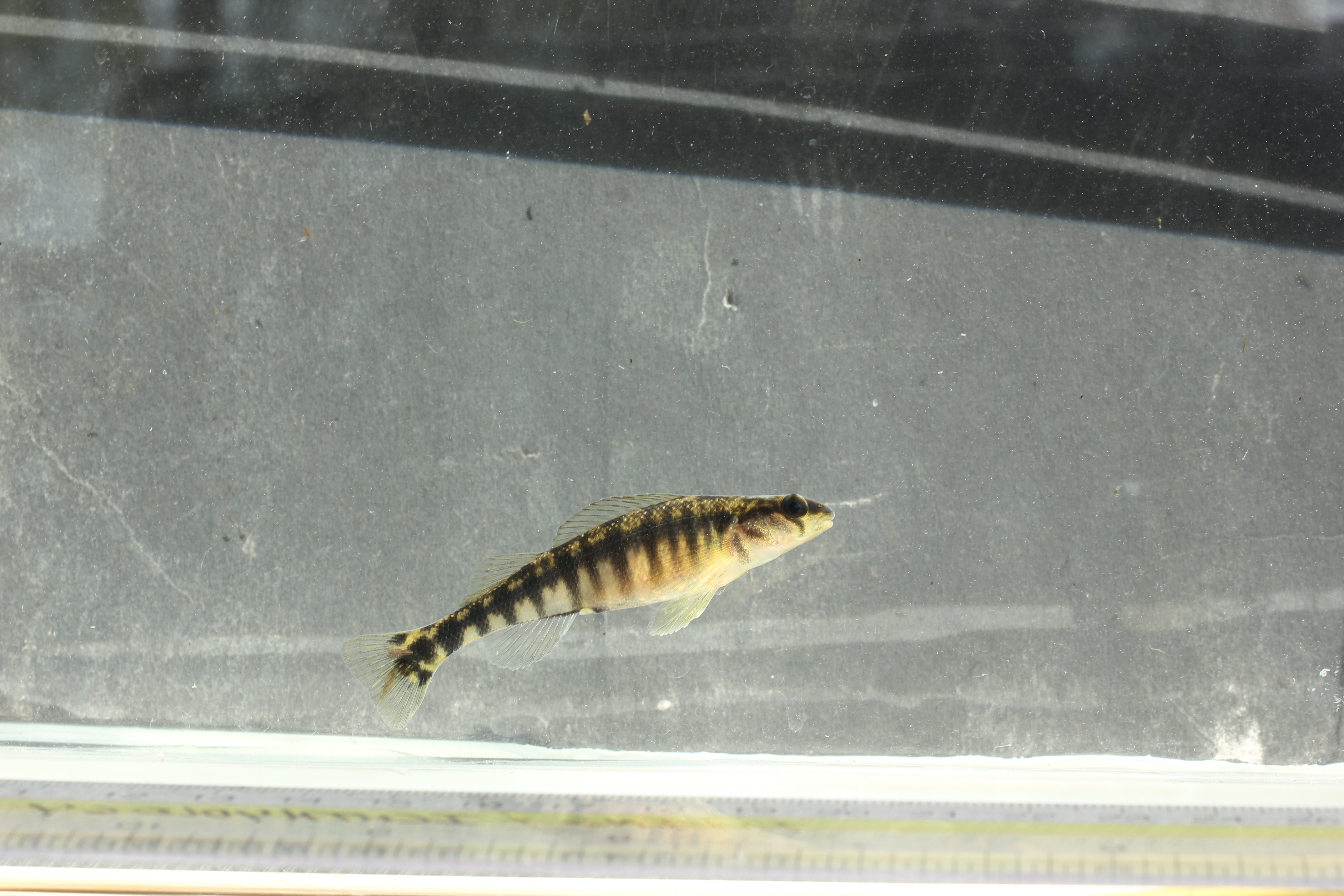 Percina nigrofasciata thumbnail