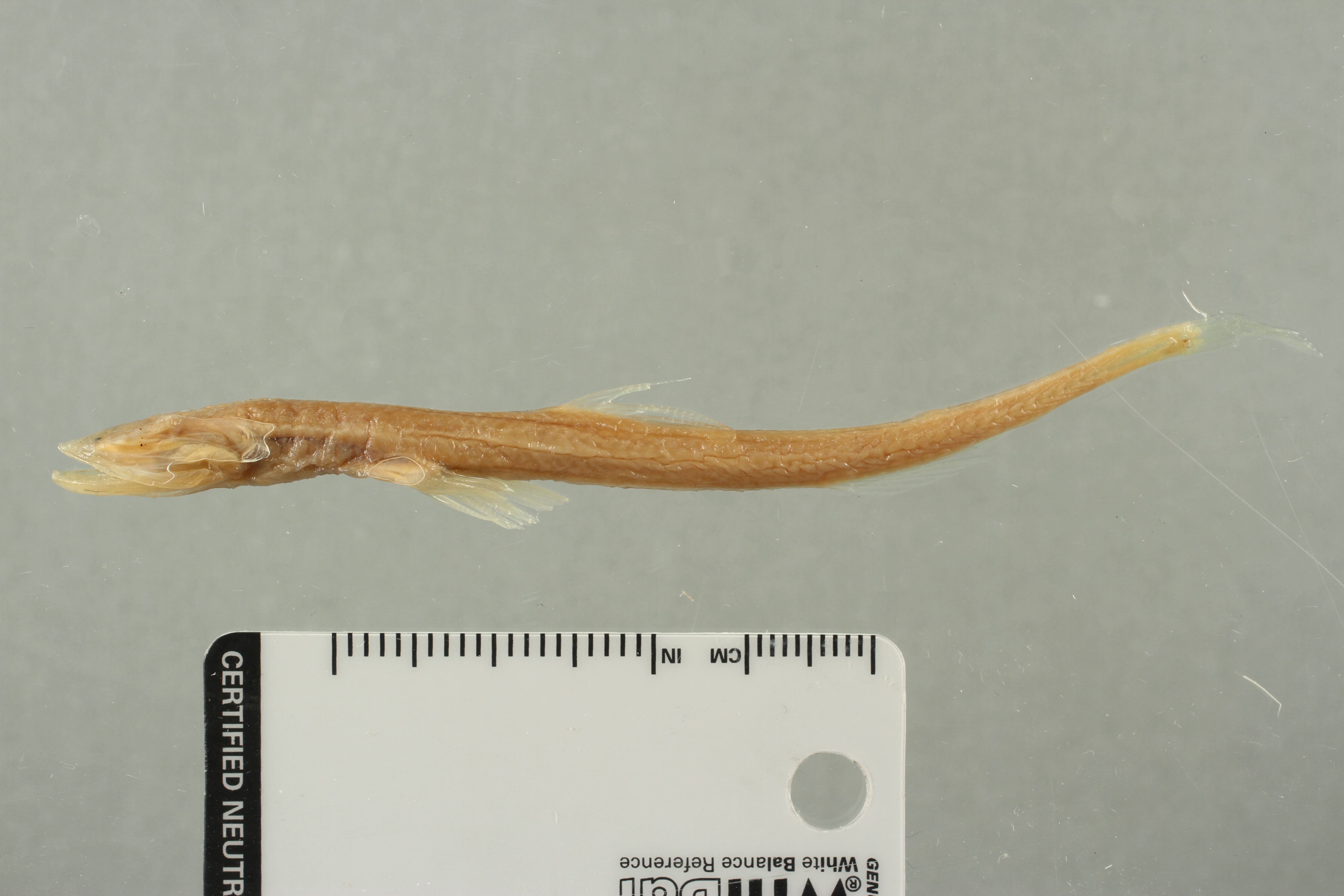 Bathymicrops regis