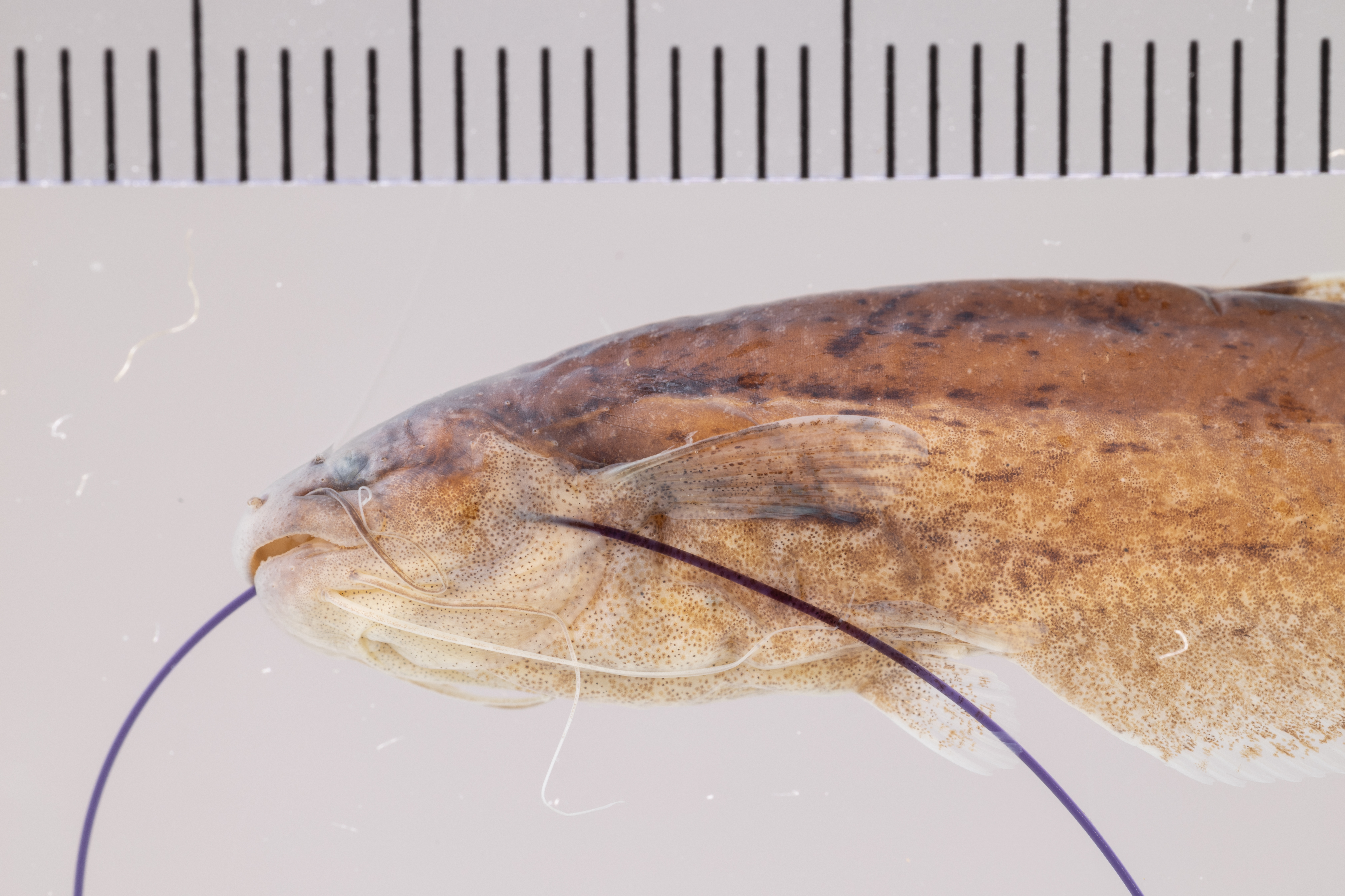 Helogenes marmoratus