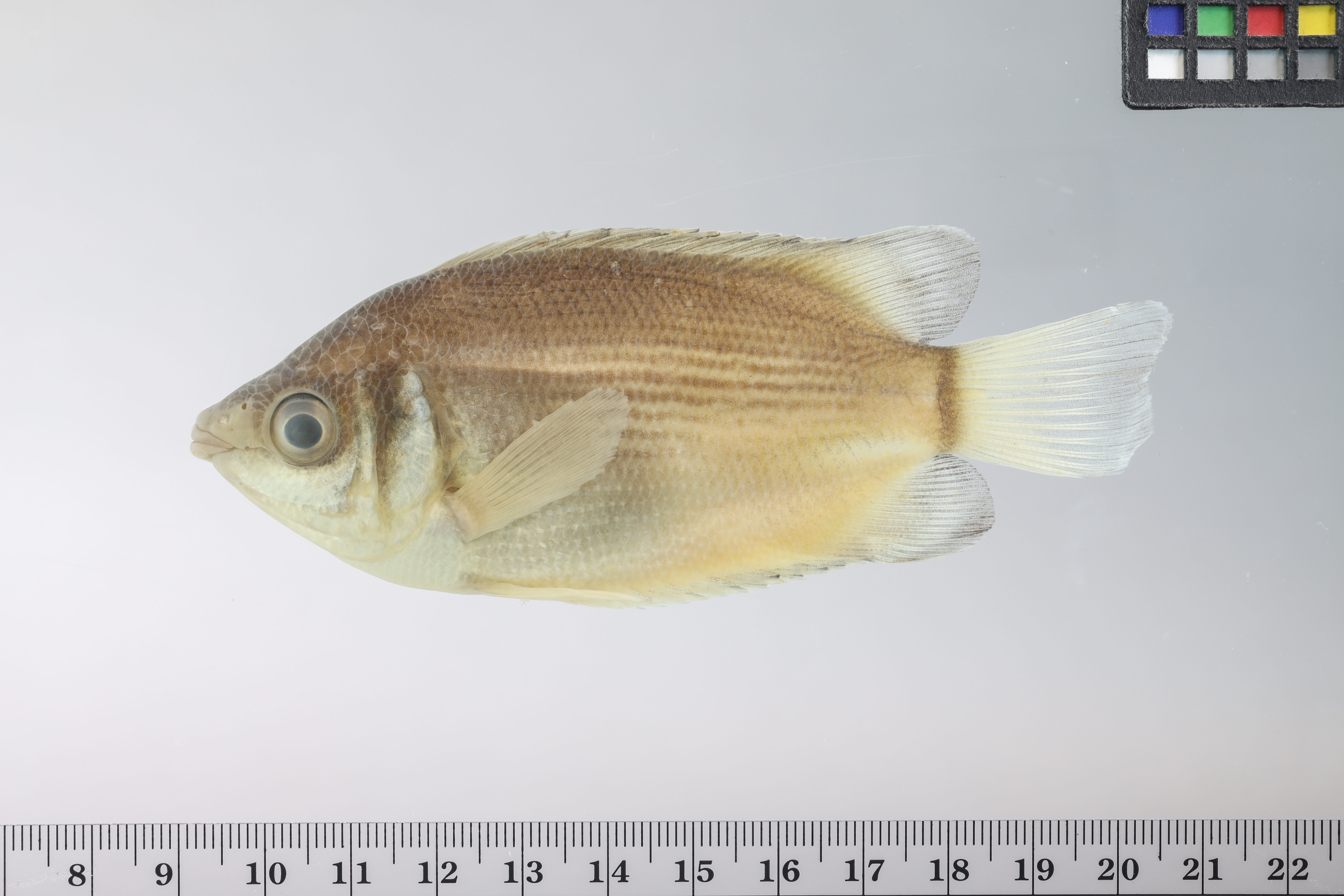 Kussende goerami (Helostoma temminkii) — Helostomatidae — 3