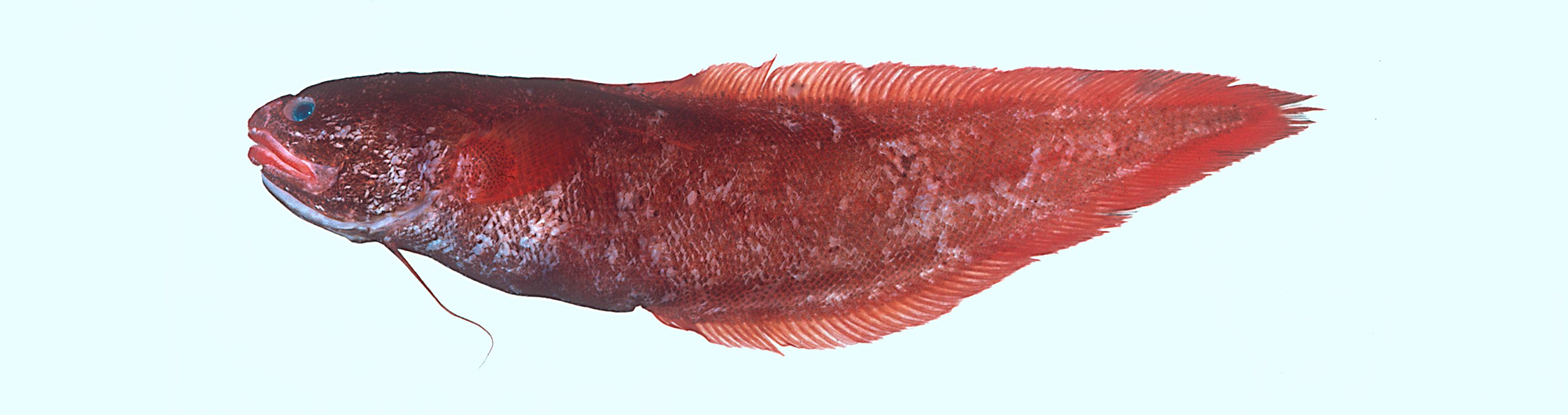 Redfin brotula (Petrotyx sanguineus) — Ophidiidae
