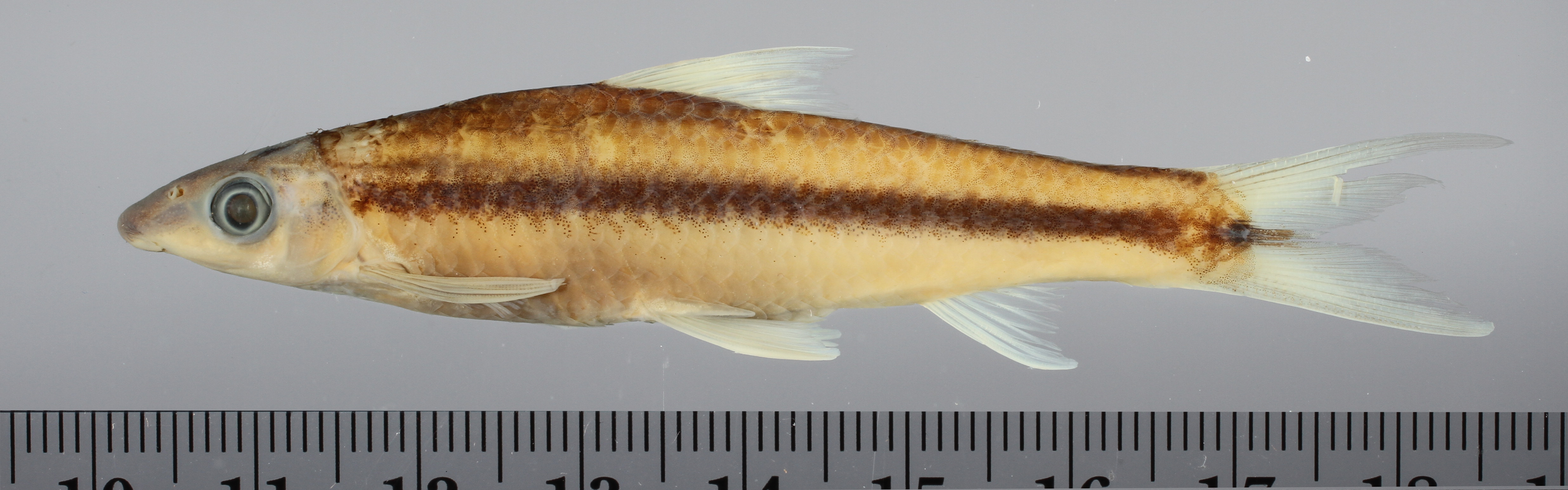 Siamese algae eater (Crossocheilus oblongus) — Cyprinidae — 3