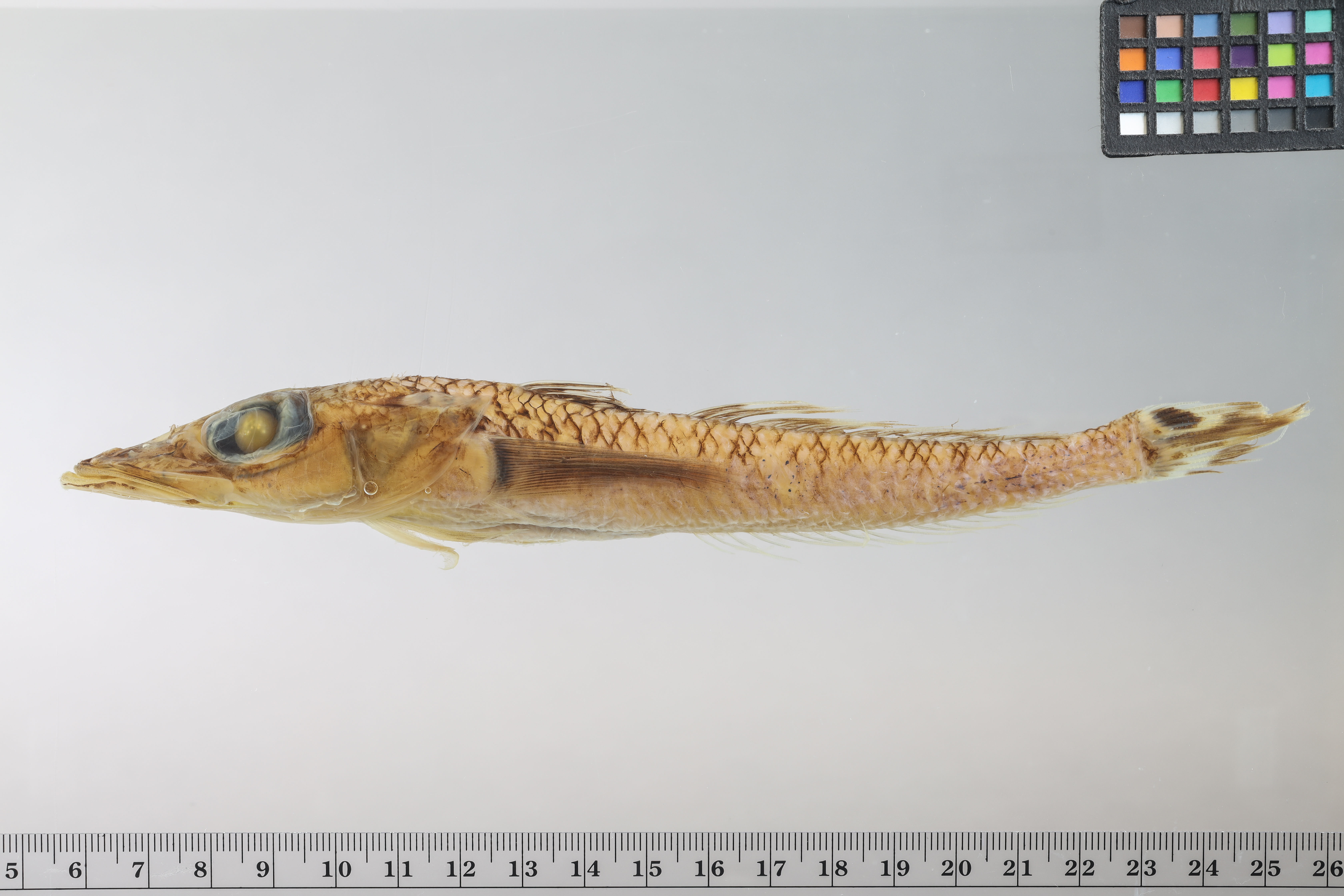 Grey's duckbill (Bembrops greyi) — Percophidae