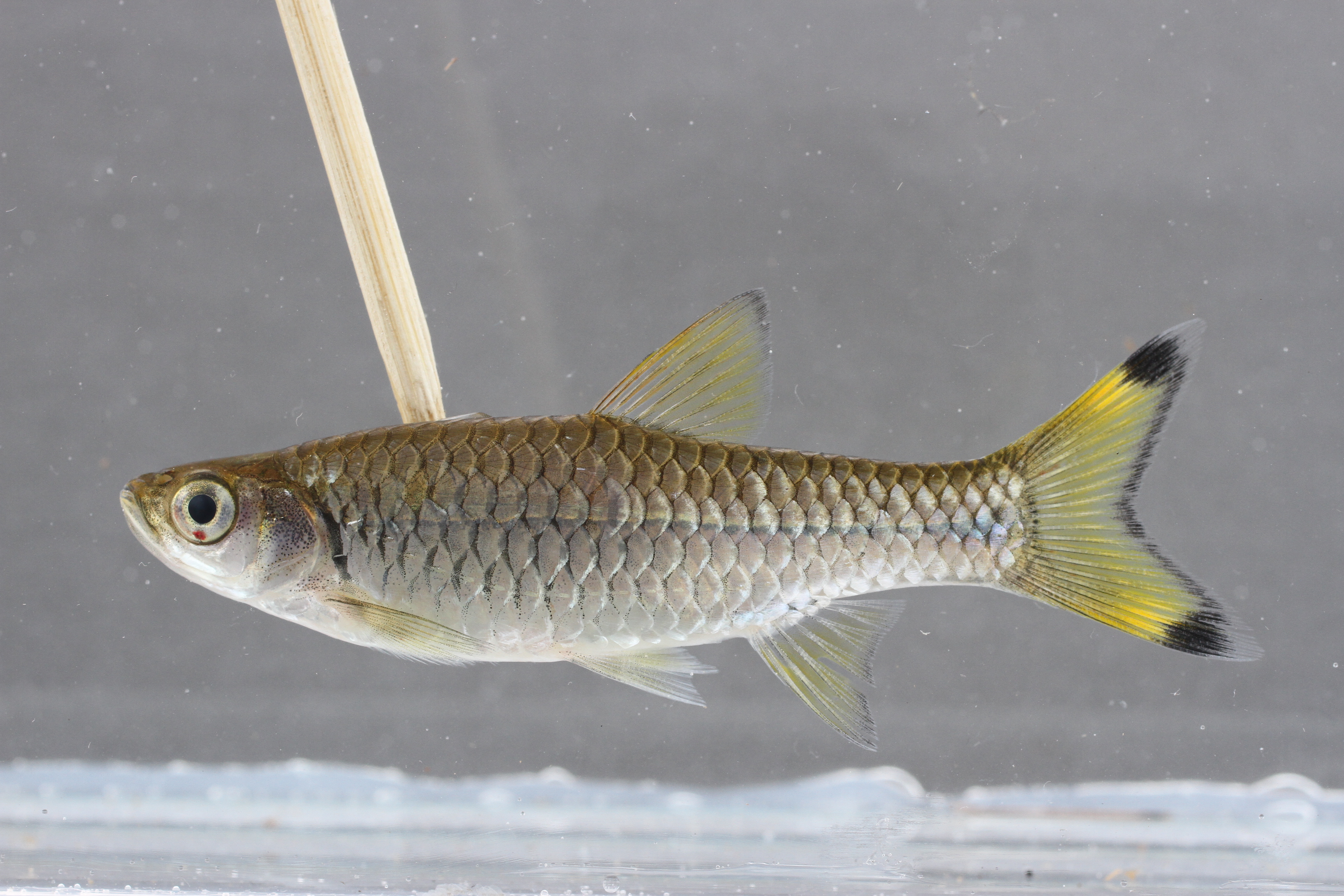 Reuzen-schaarstaart-rasbora (Rasbora caudimaculata) — Cyprinidae