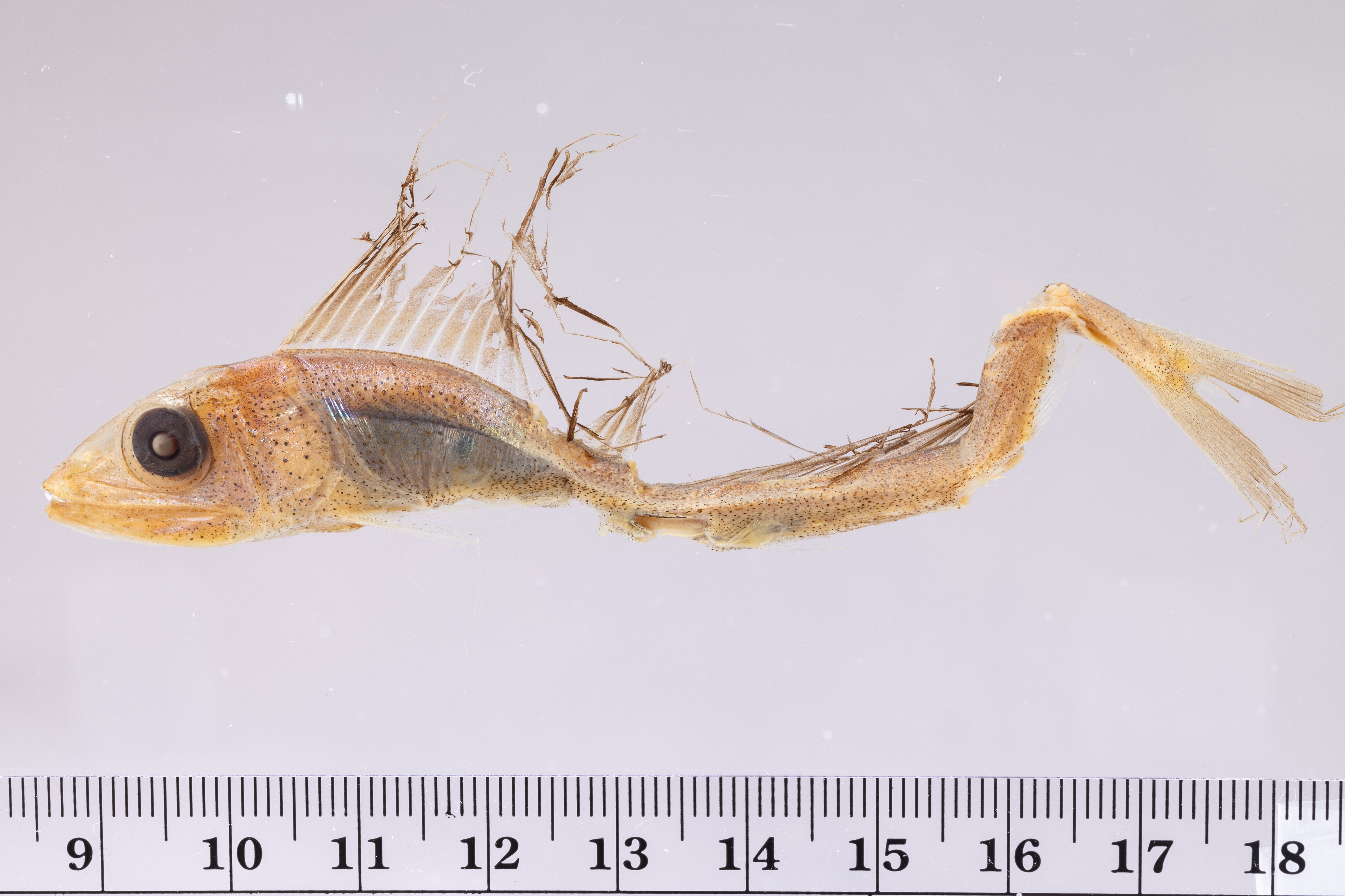 Alepisaurus brevirostris