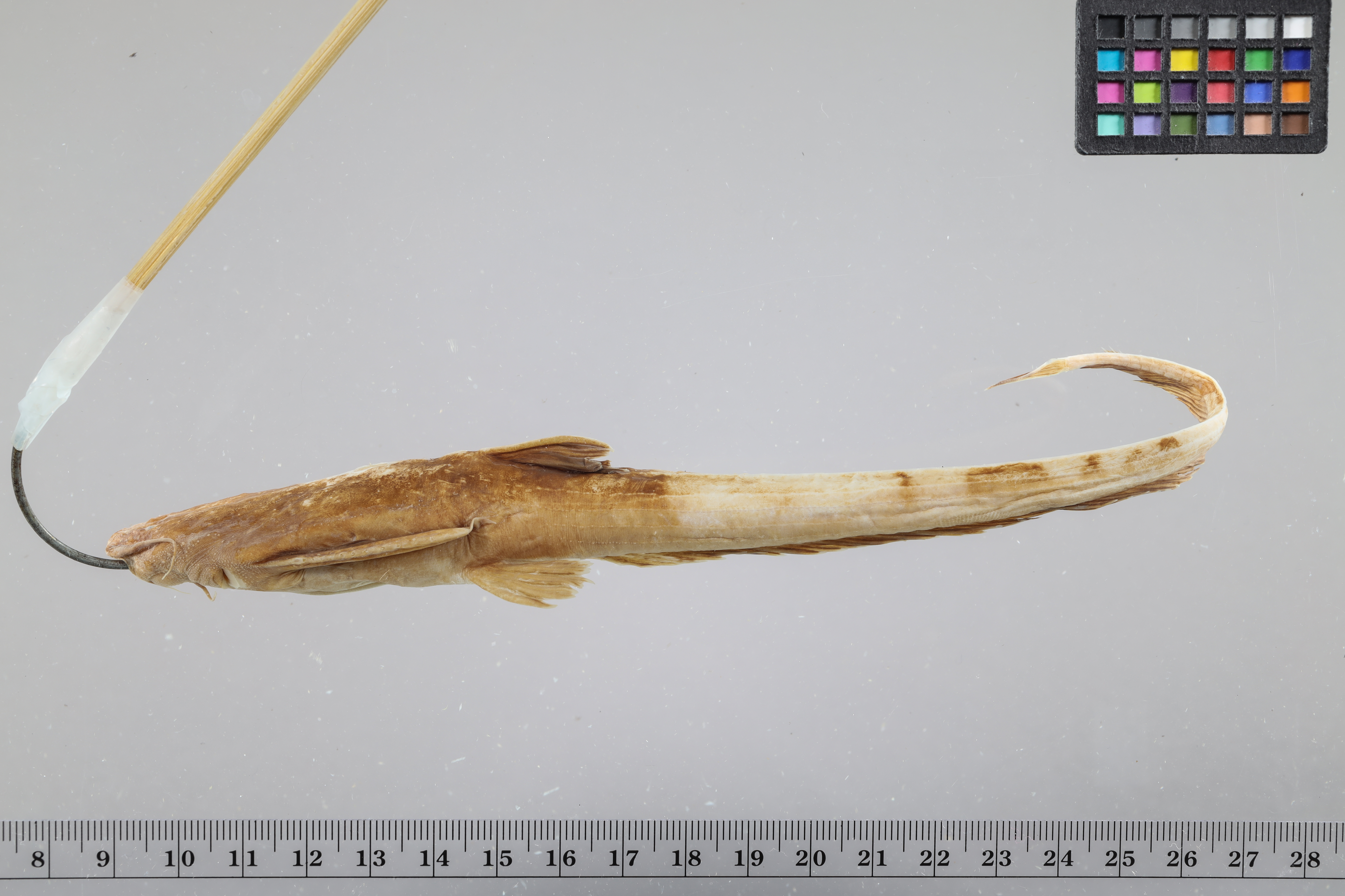 Banded banjo (Platystacus cotylephorus) — Aspredinidae