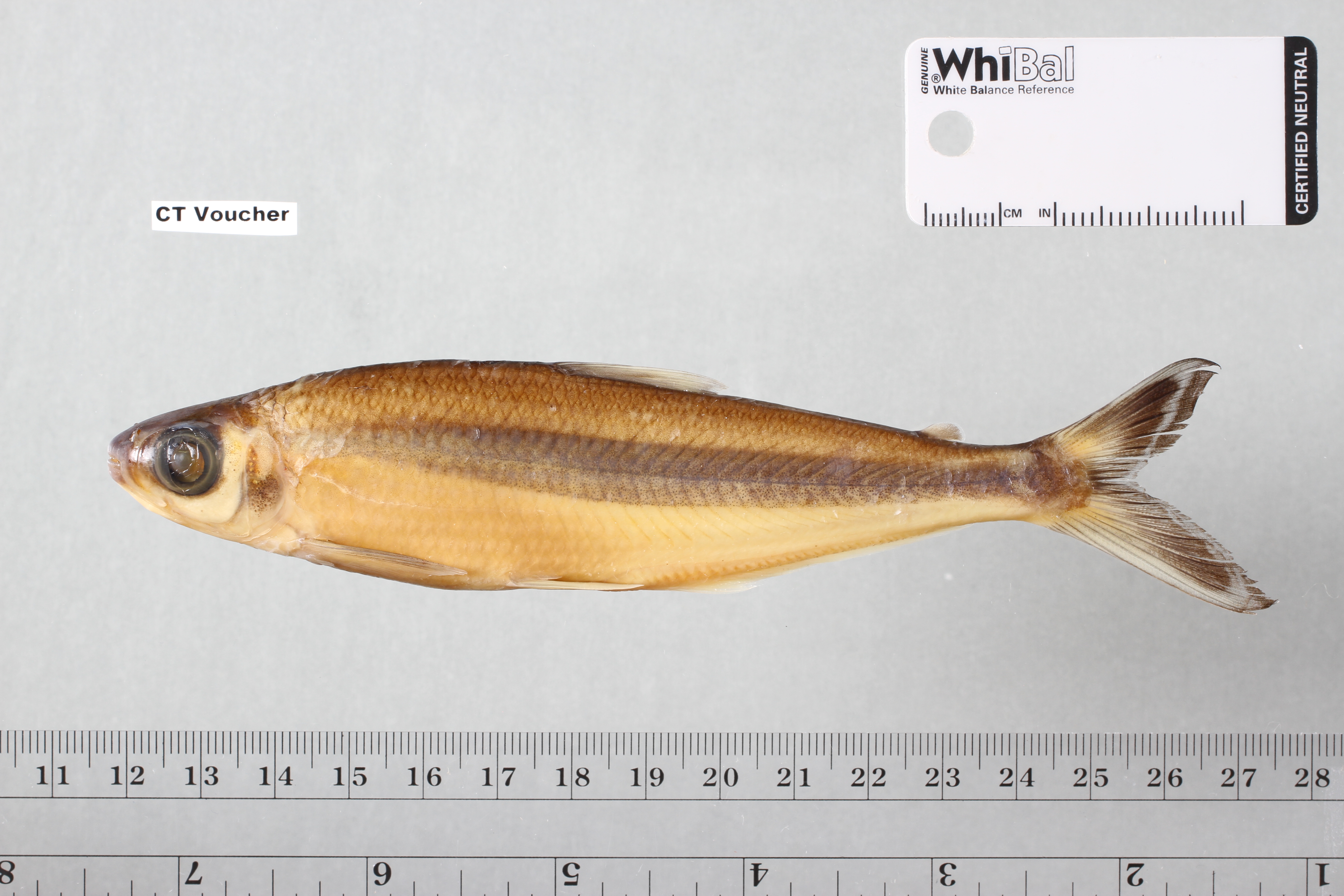 Glass tetra (Bryconops alburnoides) — Iguanodectidae — 5