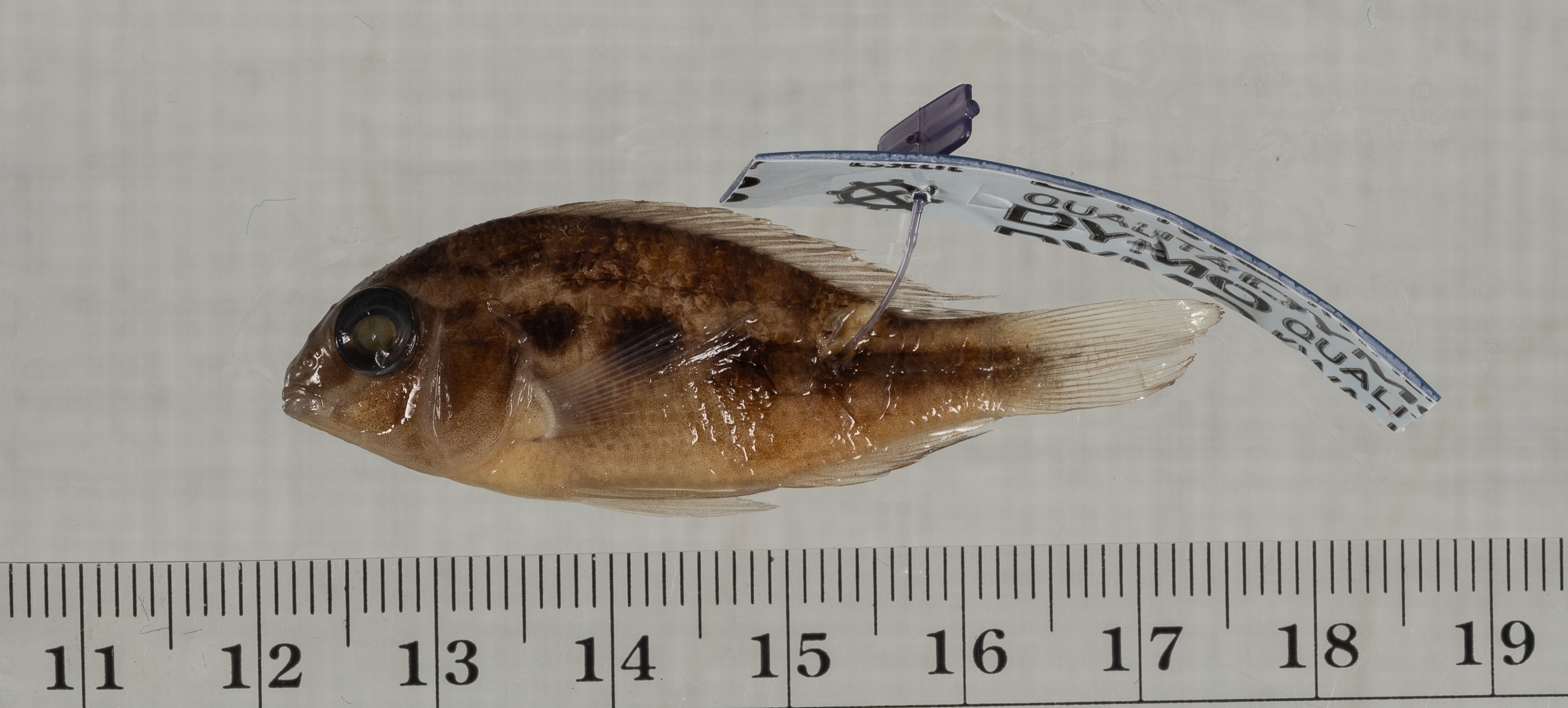 Checkerboard cichlid (Crenicara punctulatum) — Cichlidae — 3