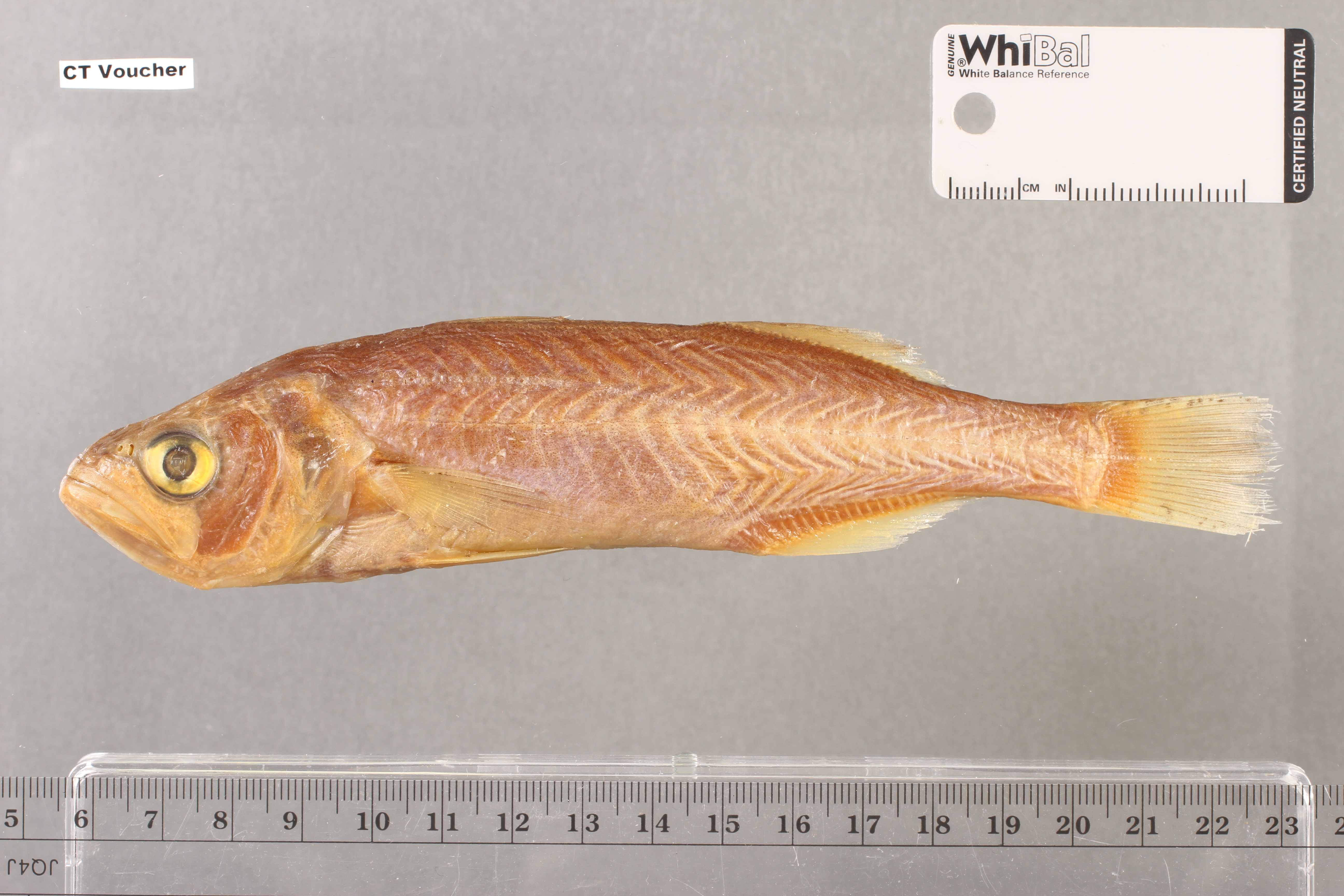 Bigtooth corvina (Isopisthus parvipinnis) — Sciaenidae — 4