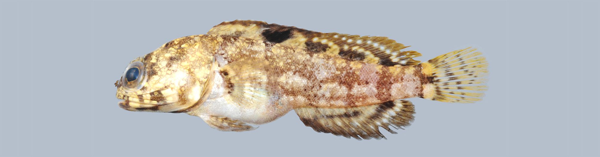 Mottled jawfish (Opistognathus maxillosus) — Opistognathidae — 3