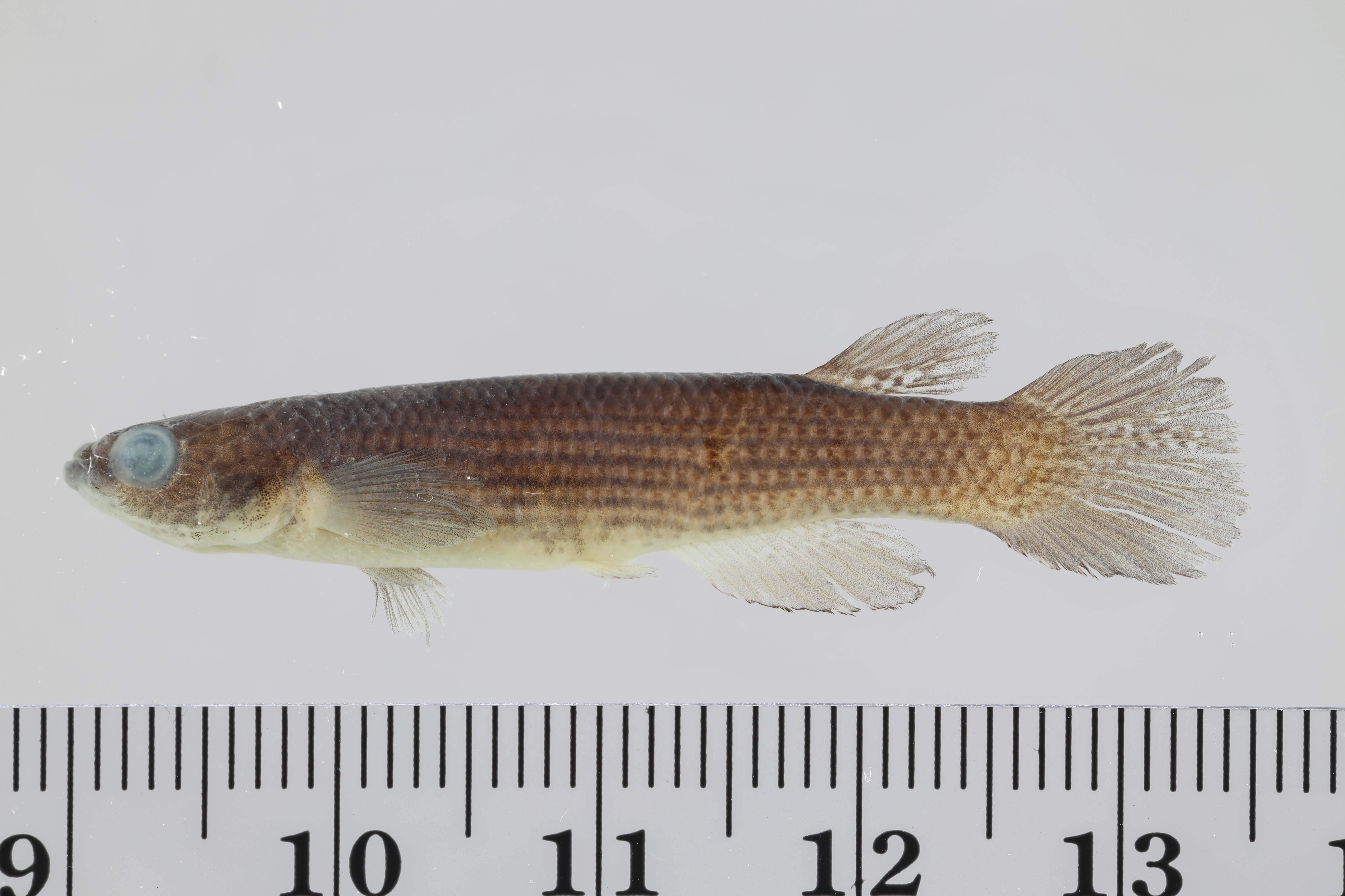 Golden-tailed rivulus (Anablepsoides urophthalmus) — Rivulidae