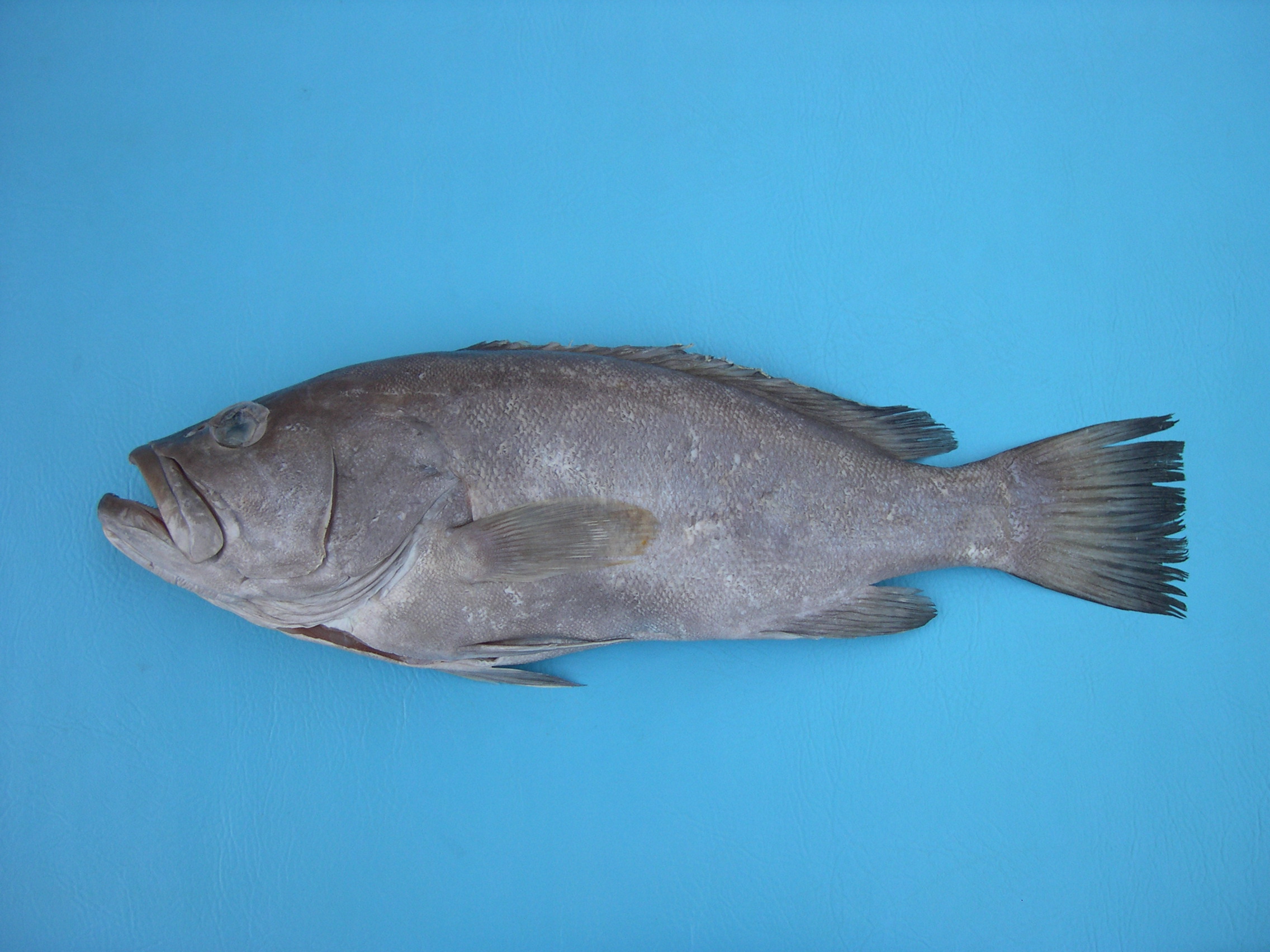 Grouper (Hyporthodus flavolimbatus) — Serranidae — 3