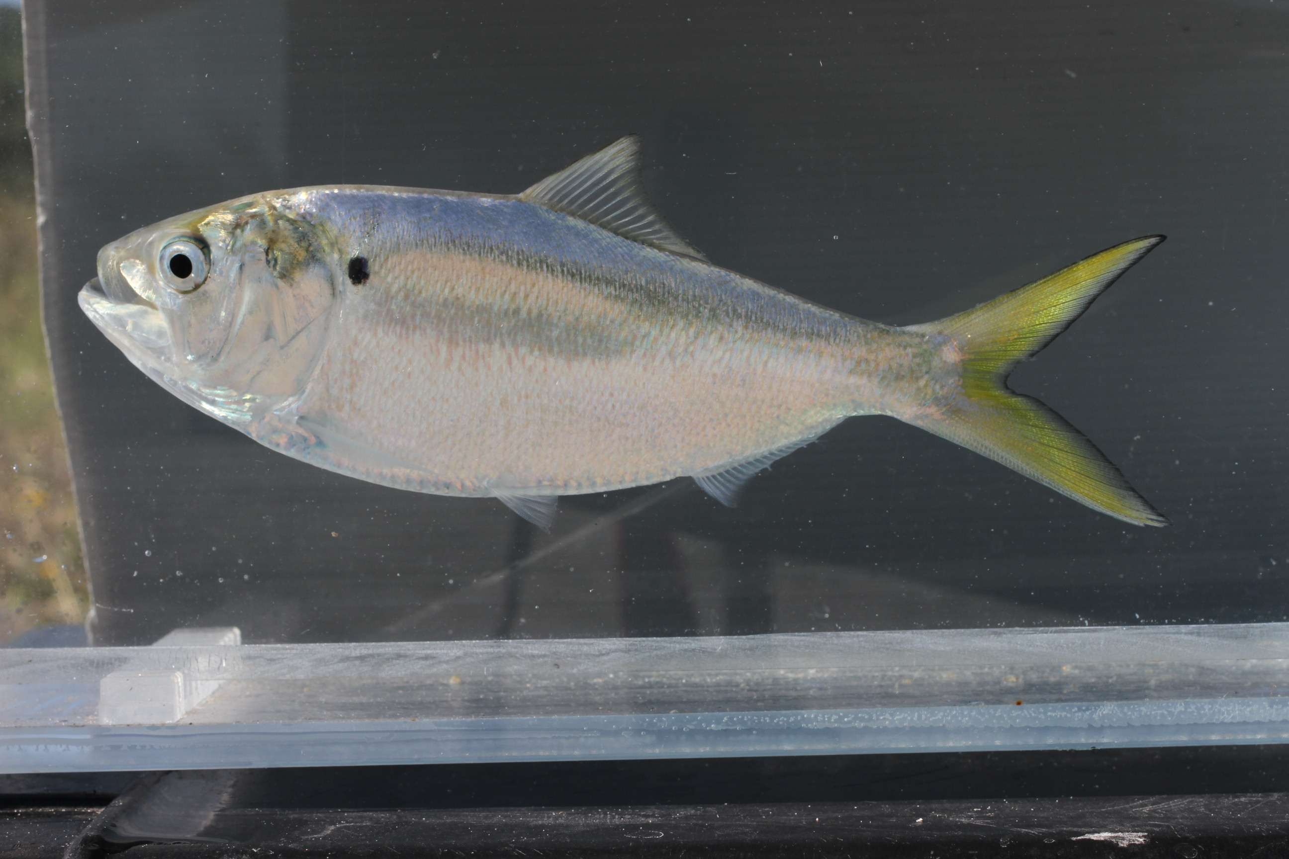 Menhaden (Brevoortia smithi) — Clupeidae