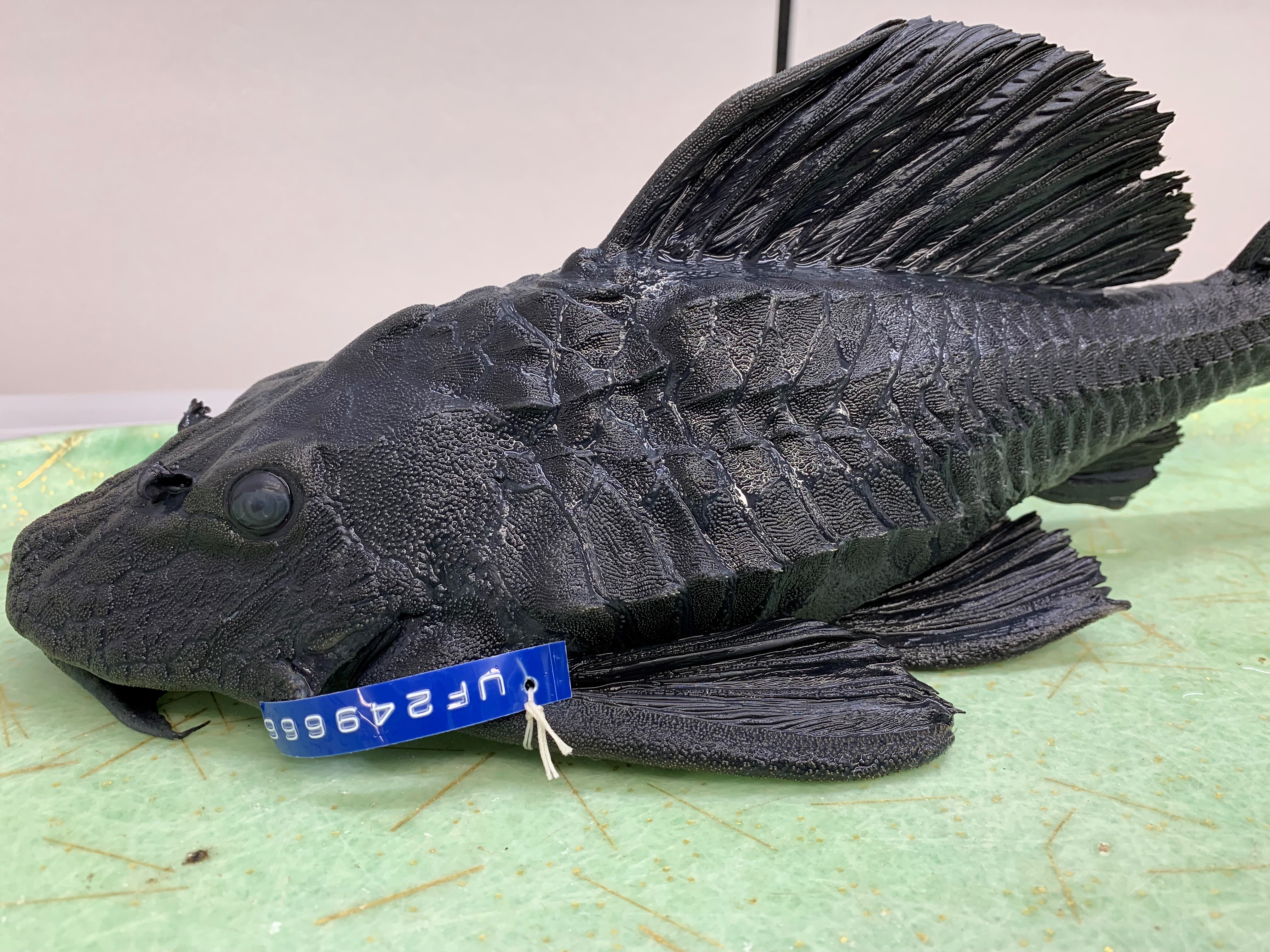 Pterygoplichthys scrophus thumbnail