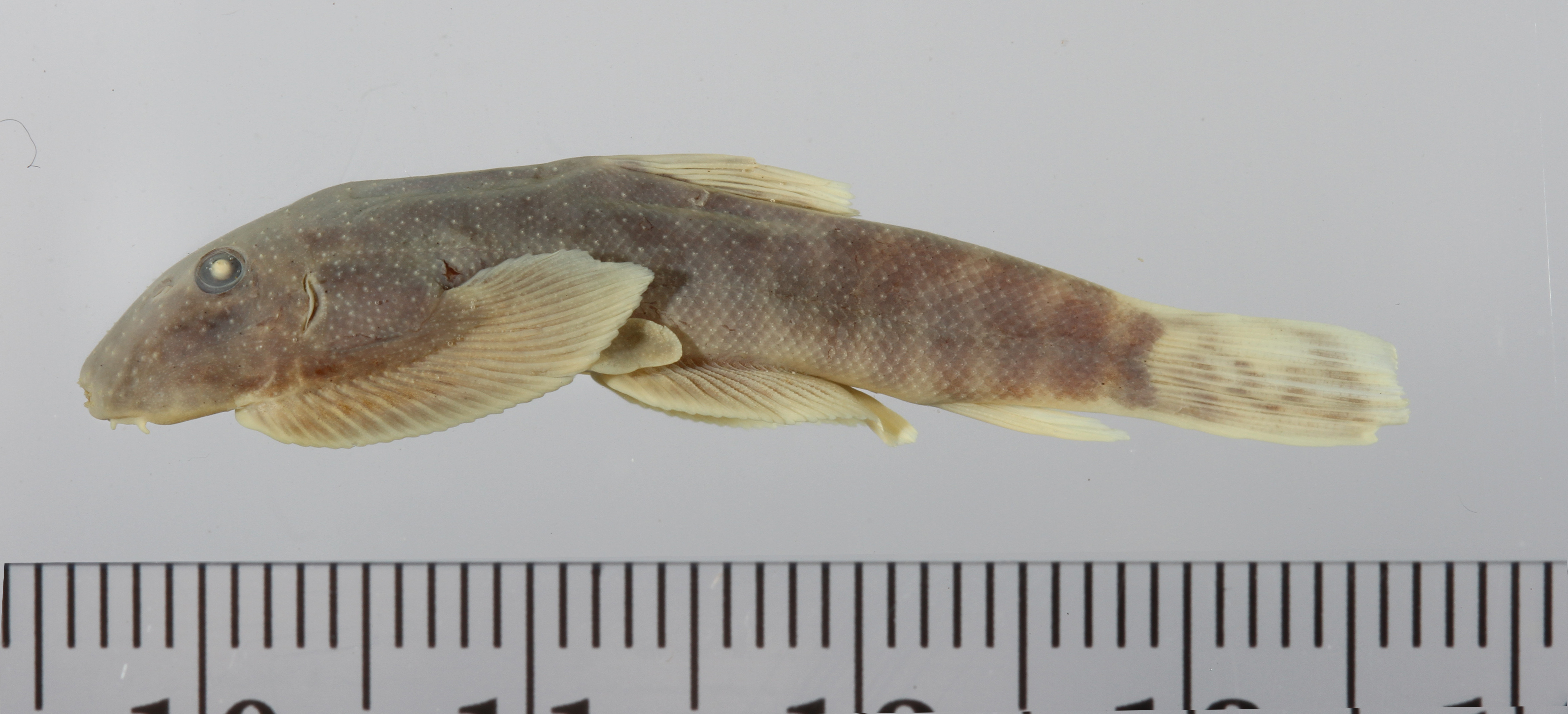 Borneo sucker loach (Gastromyzon borneensis) — Balitoridae